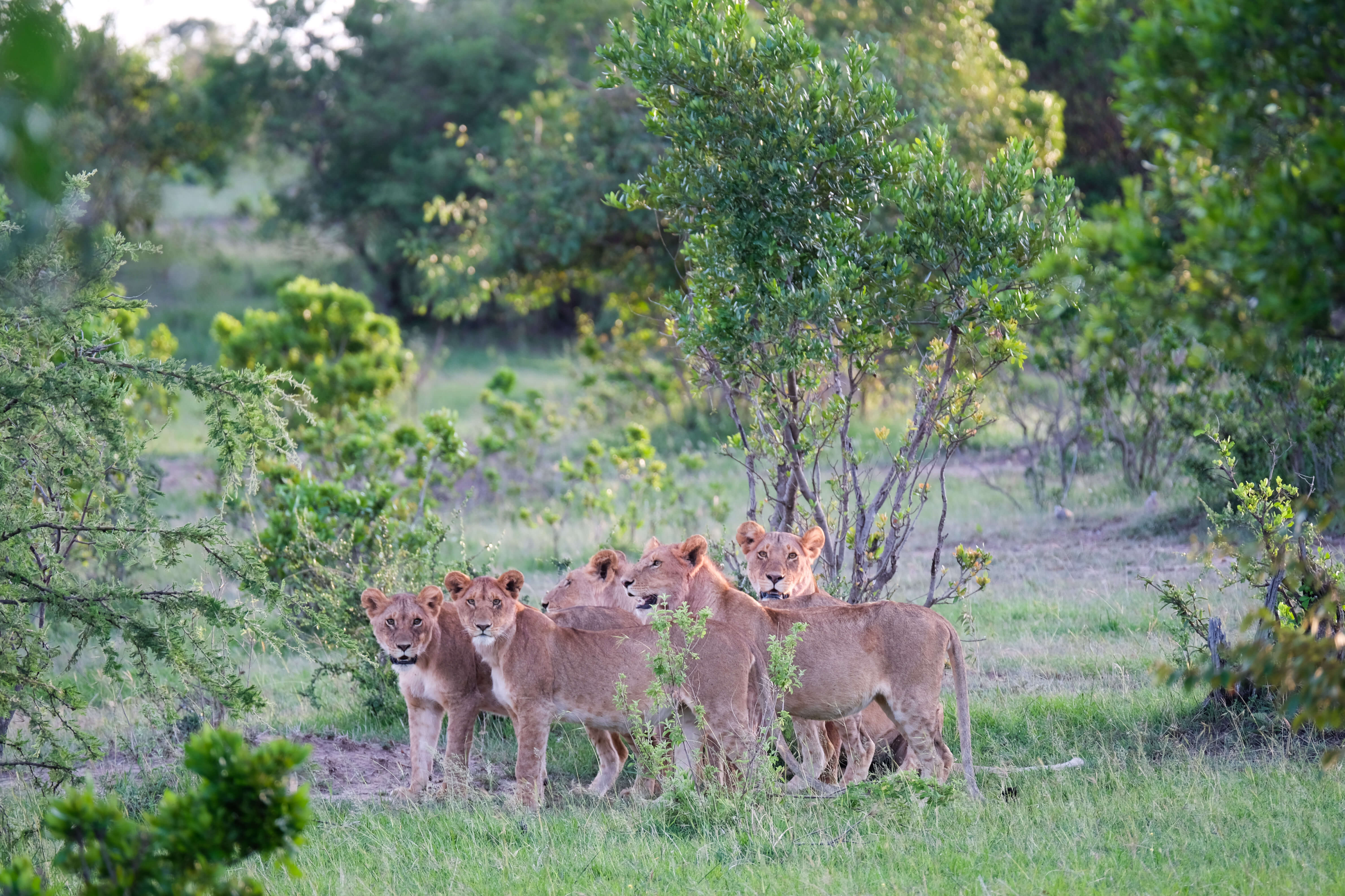 Shooting wildlife on safari