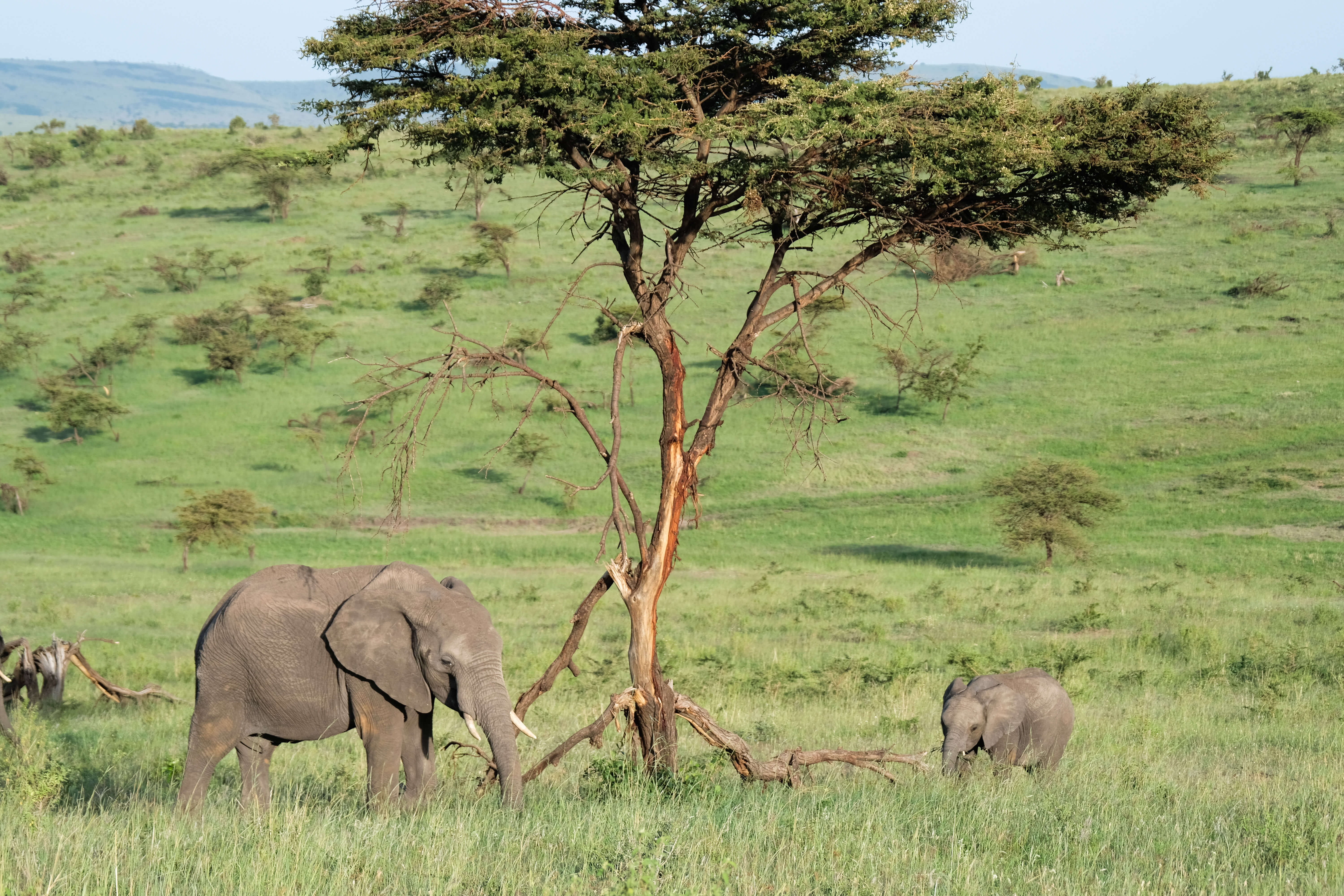 Elephants in the bush