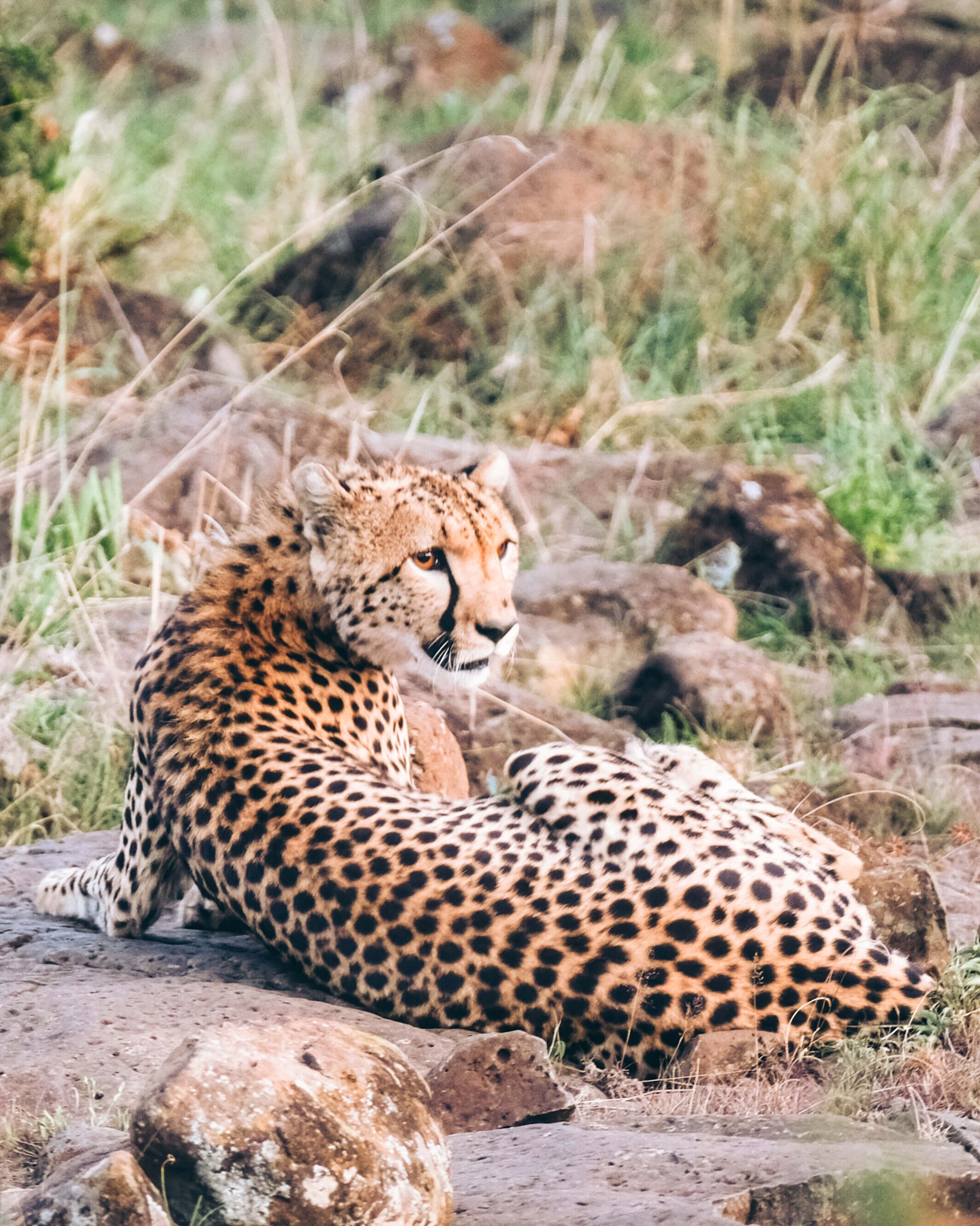 Close up shot of cheetah on safari
