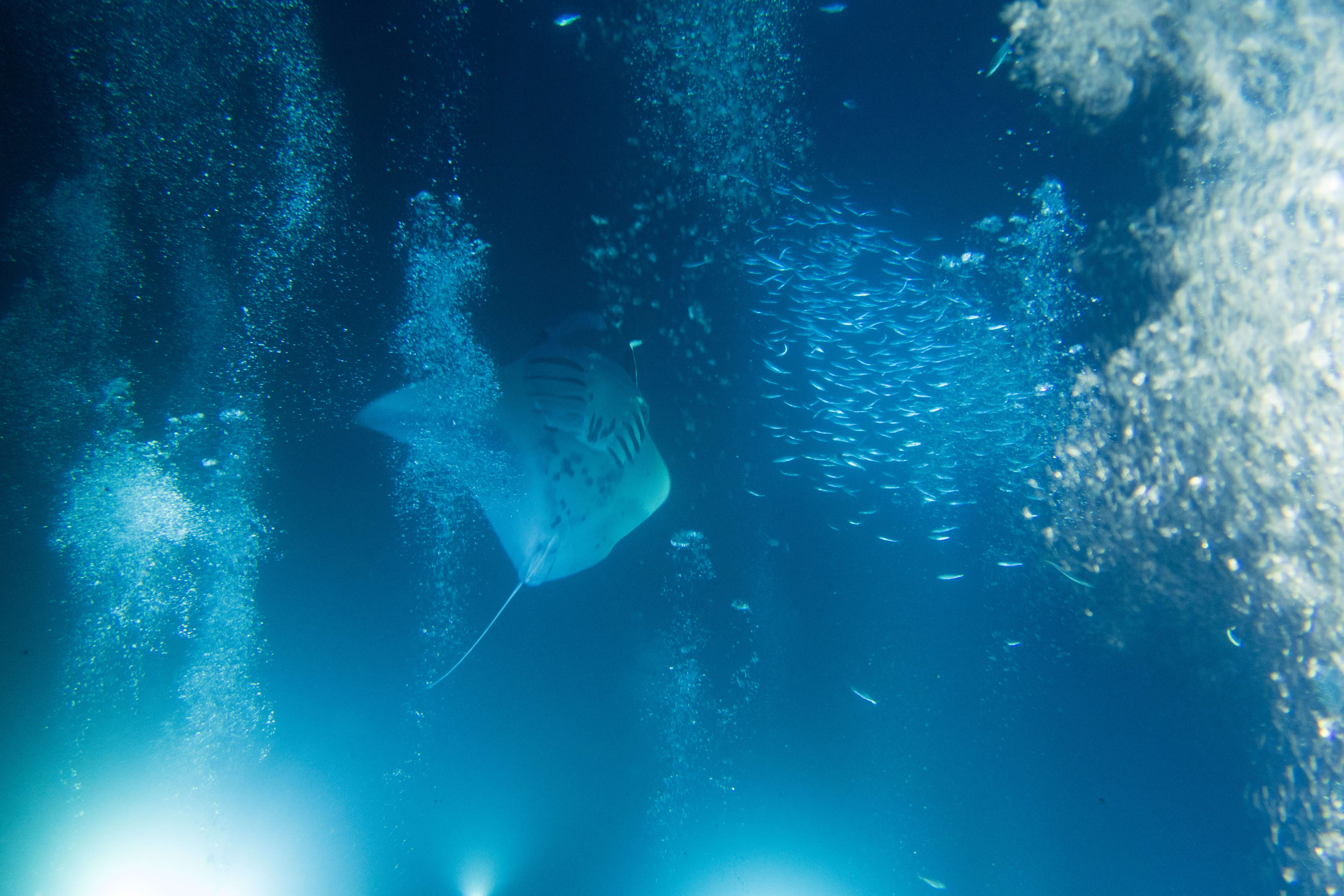 Manta Ray Night Dive