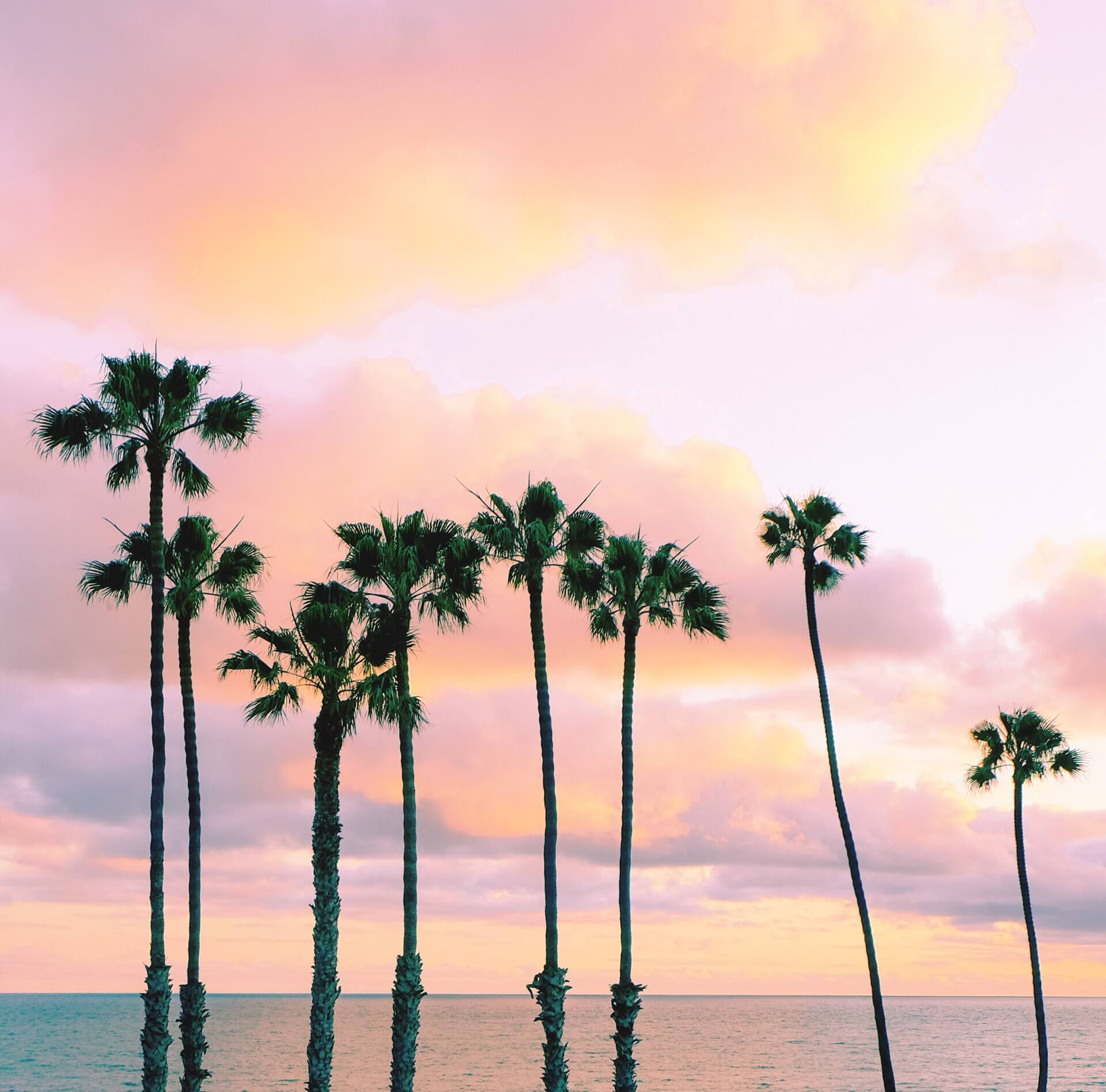 palm trees in southern california