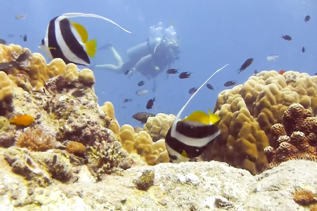 Coral Reef in Koh Tao