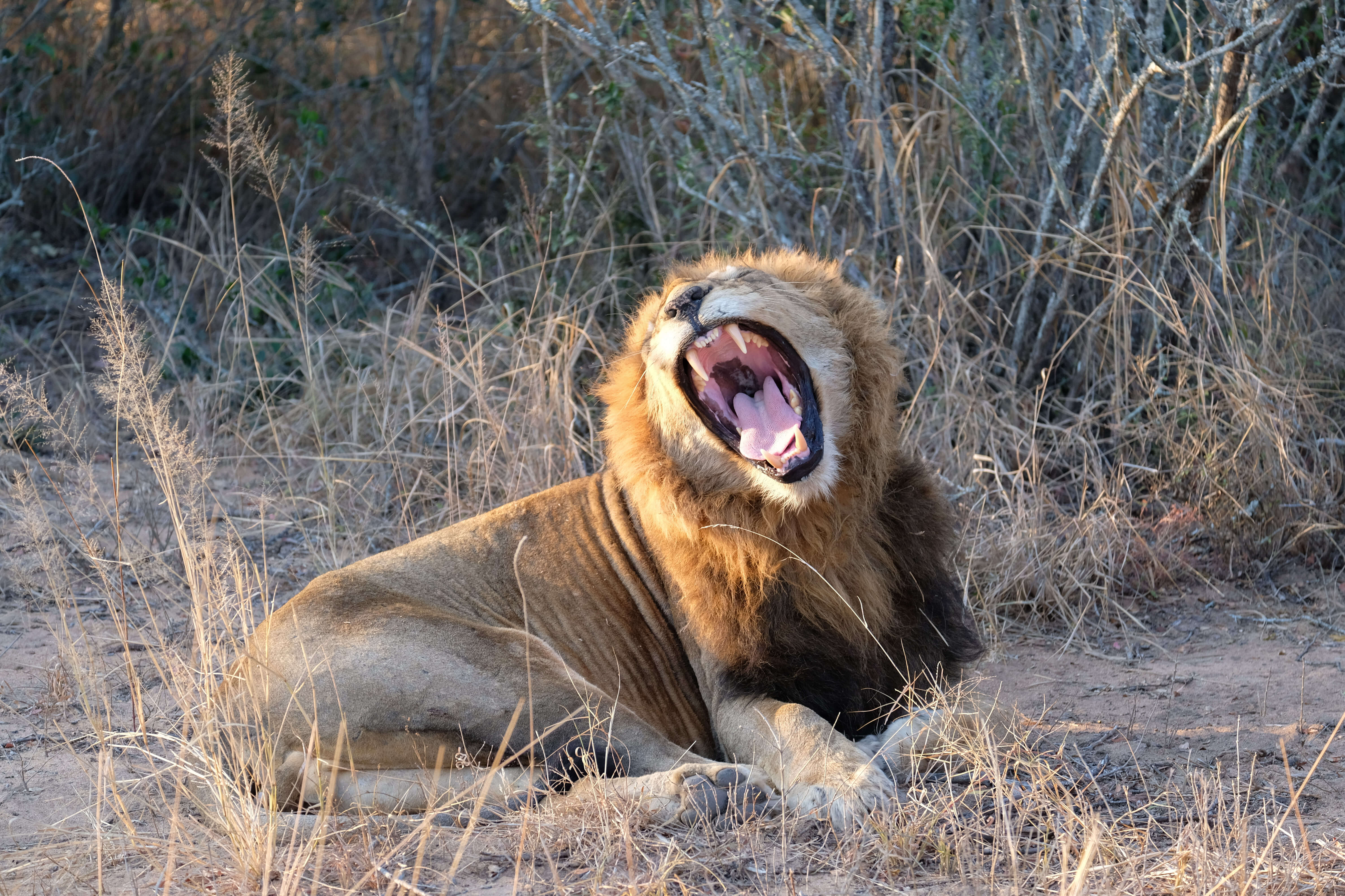 lion in kruger national park