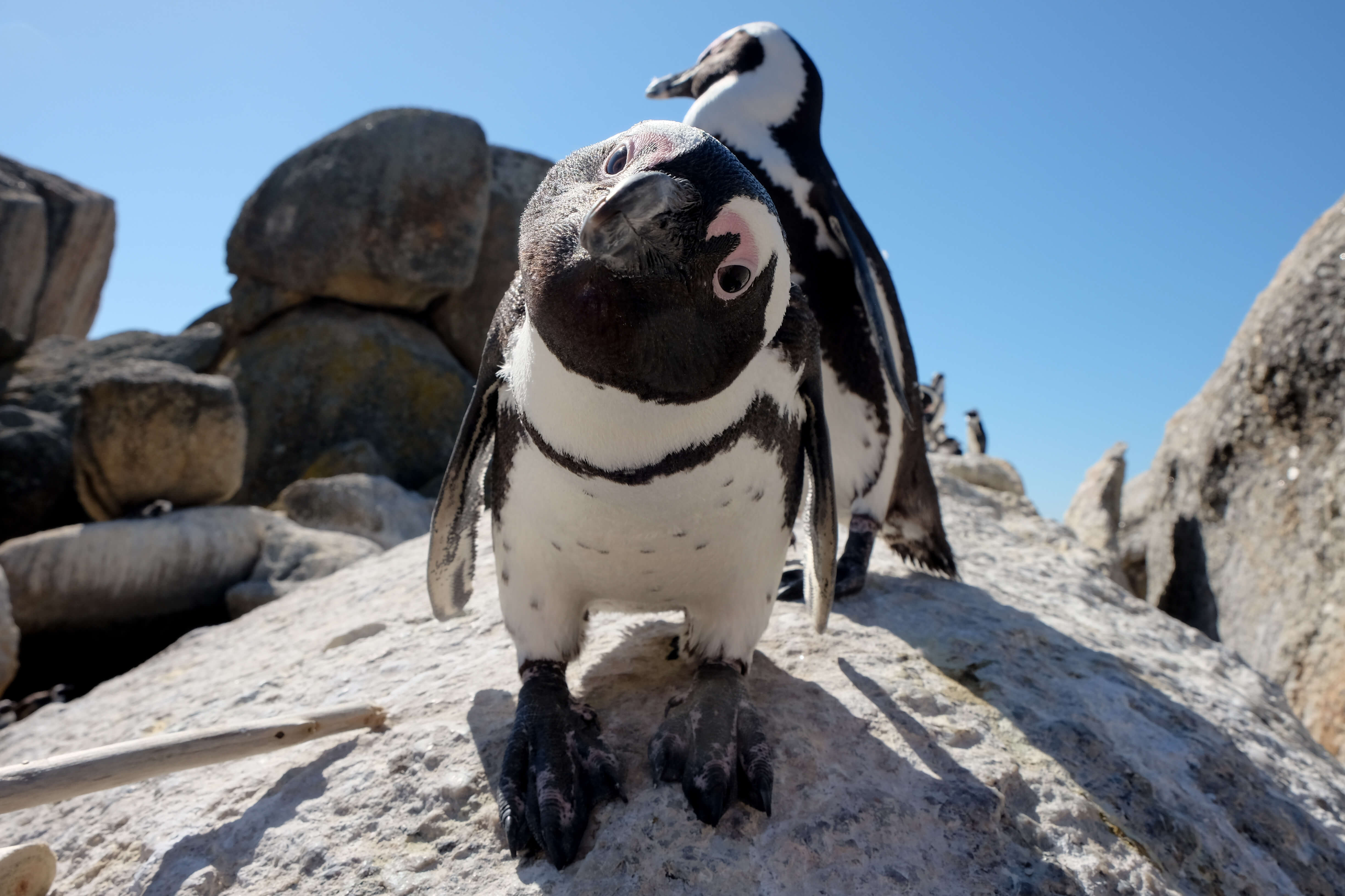 penguins in south africa