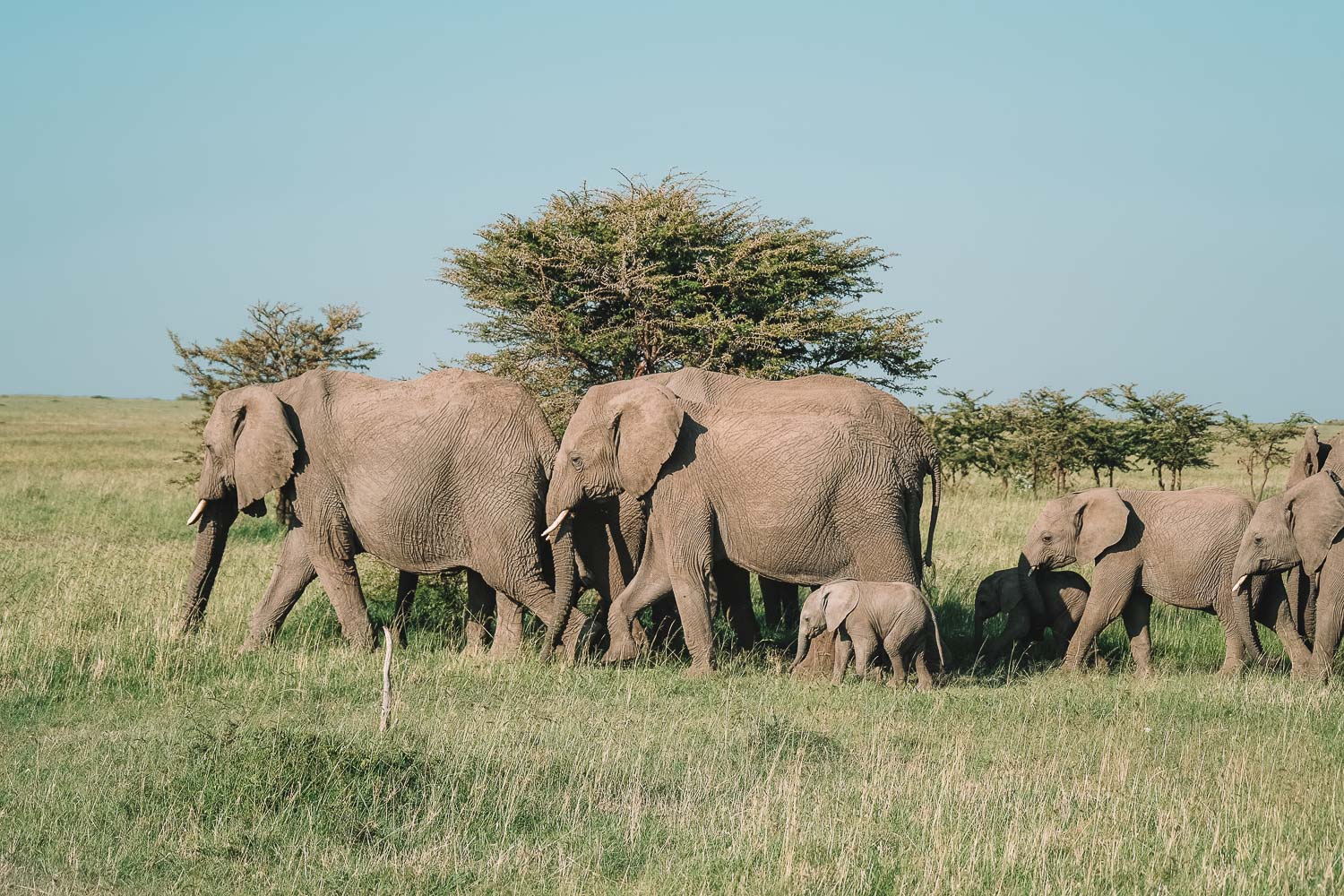 Roaming Elephants Kenya