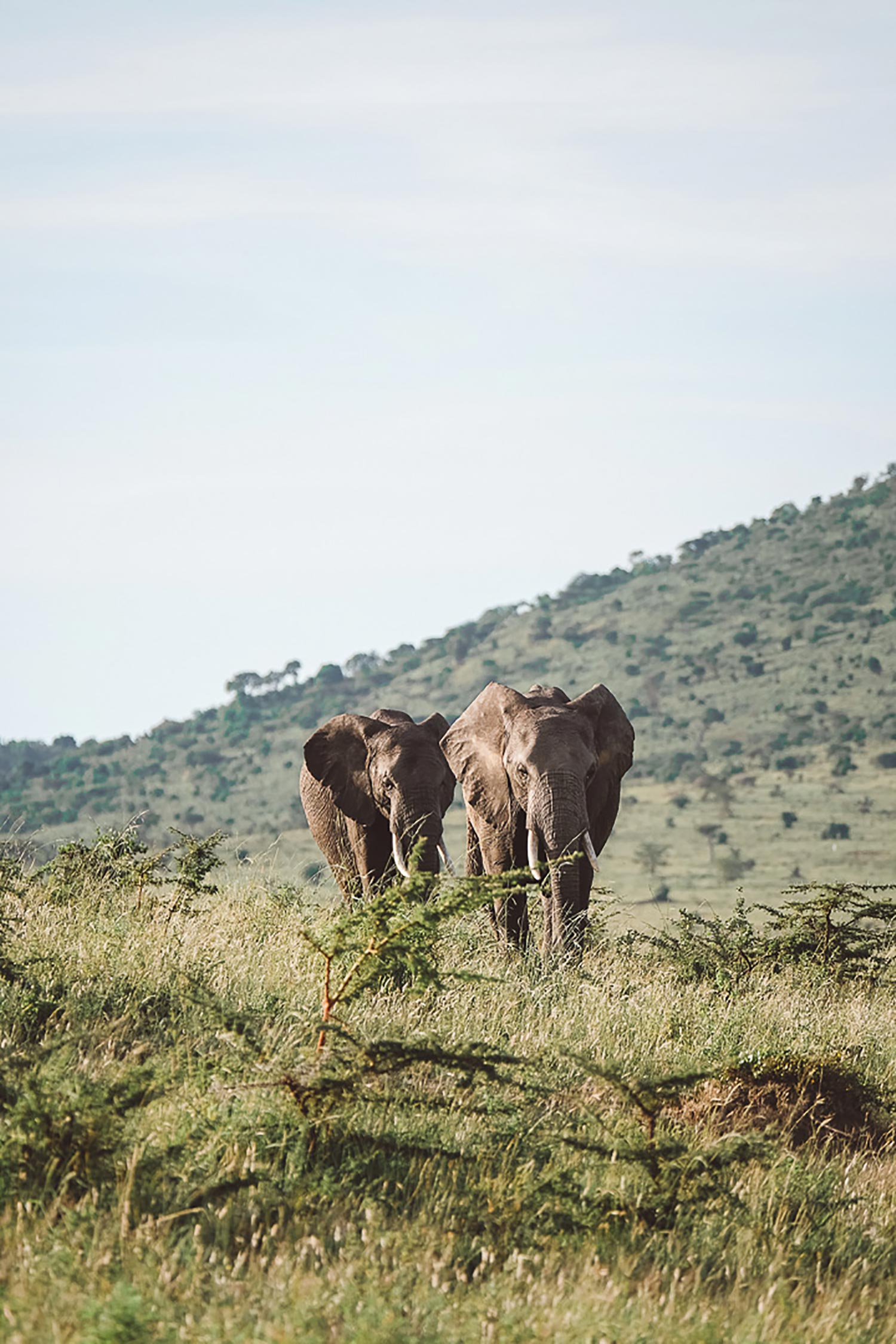 Kenya Elephants