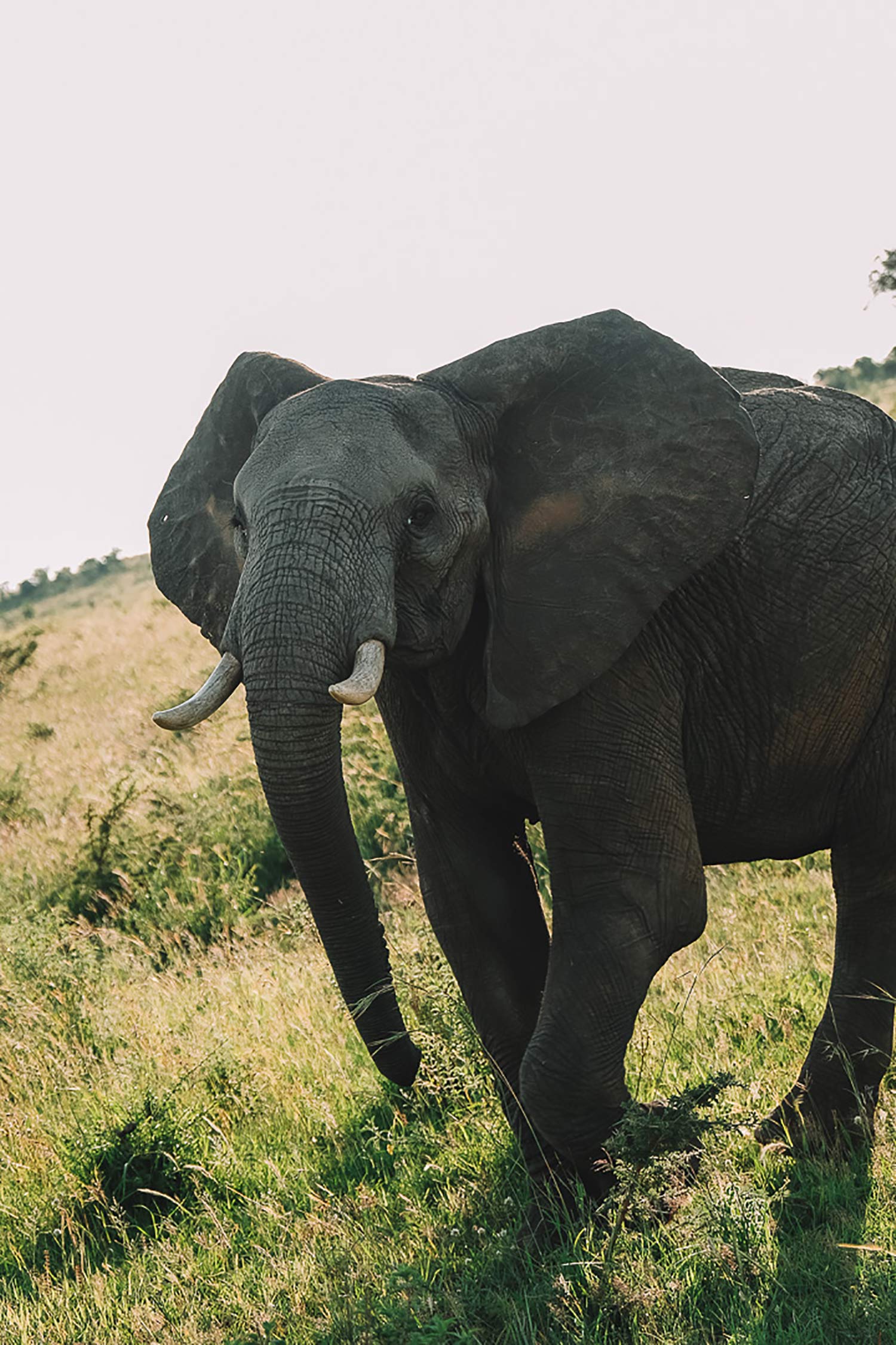 Elephant Kenya 2