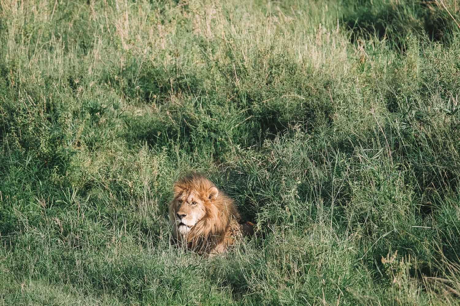 Lion Kenya