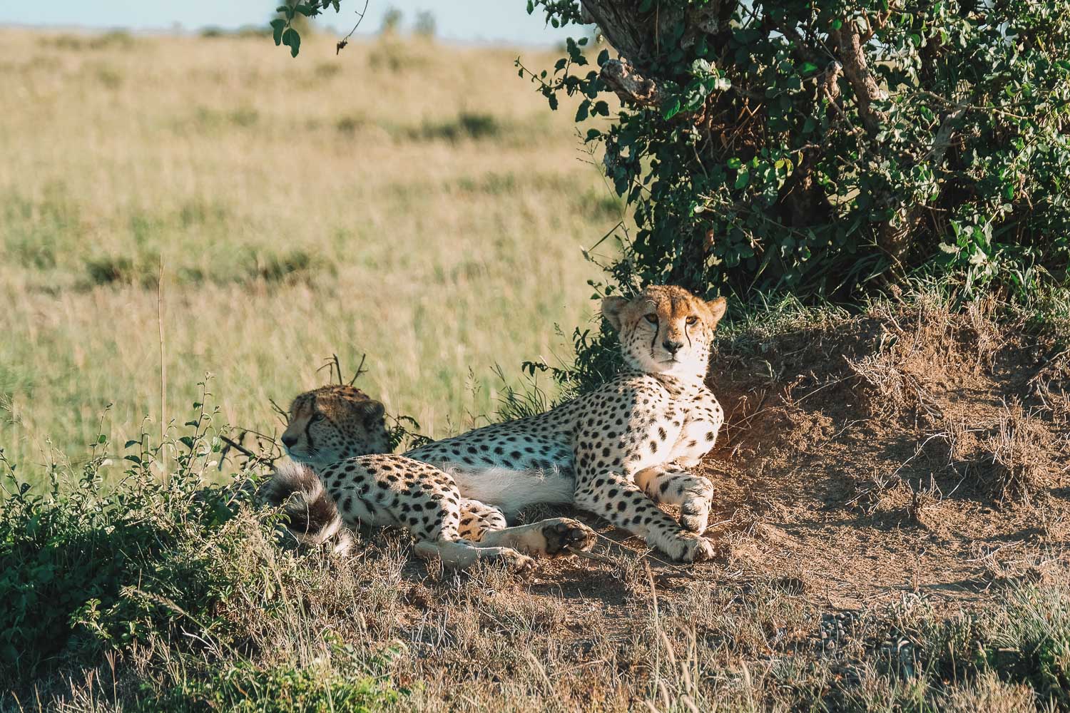 Resting Cheetah