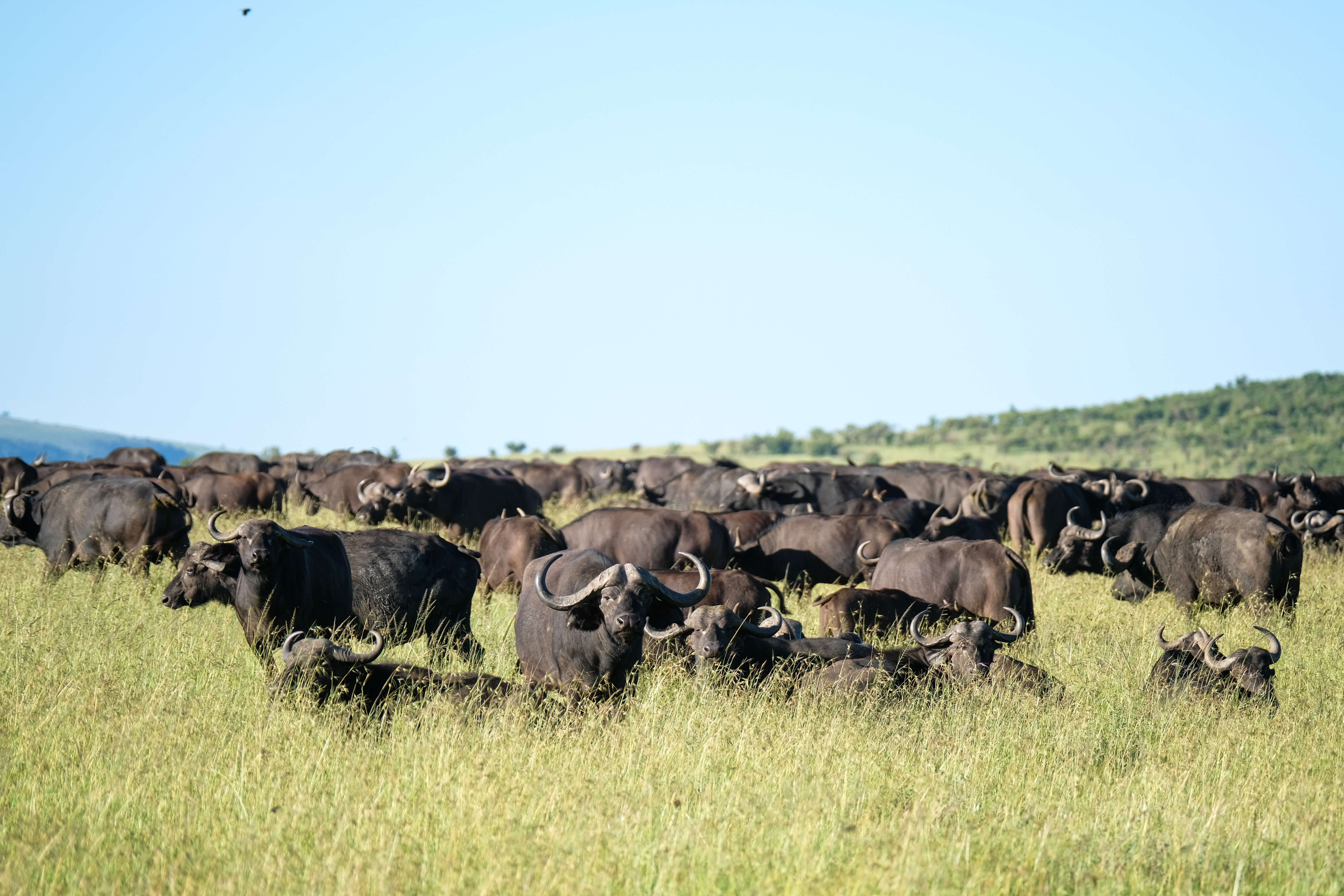 Wild Buffalo in Kenya