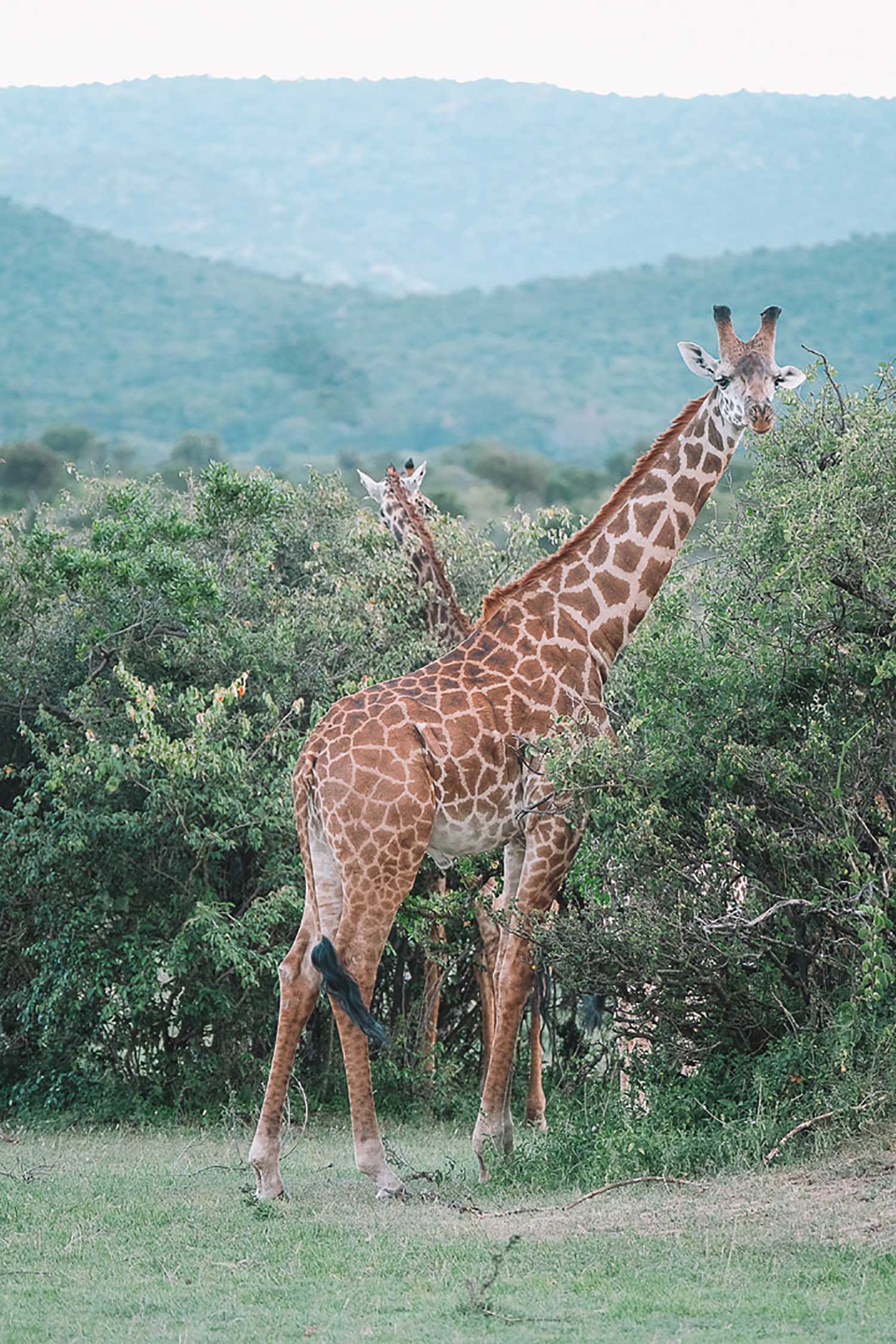 Kenya Giraffes