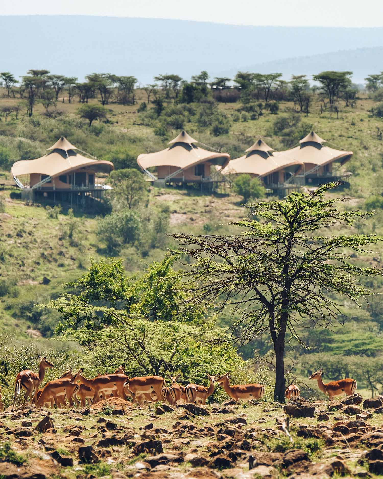 Kenya Wildlife