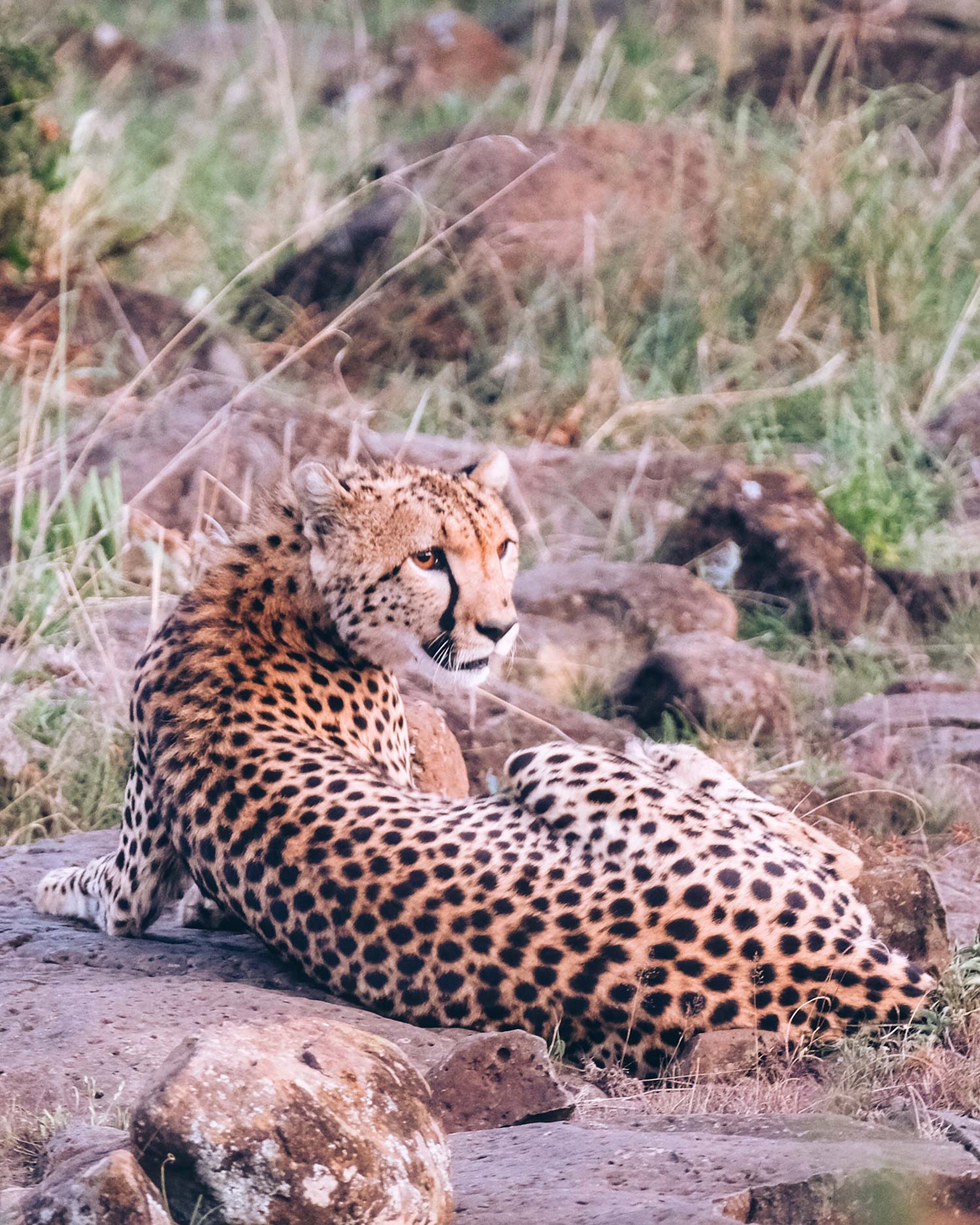 animal cheetah wilderness