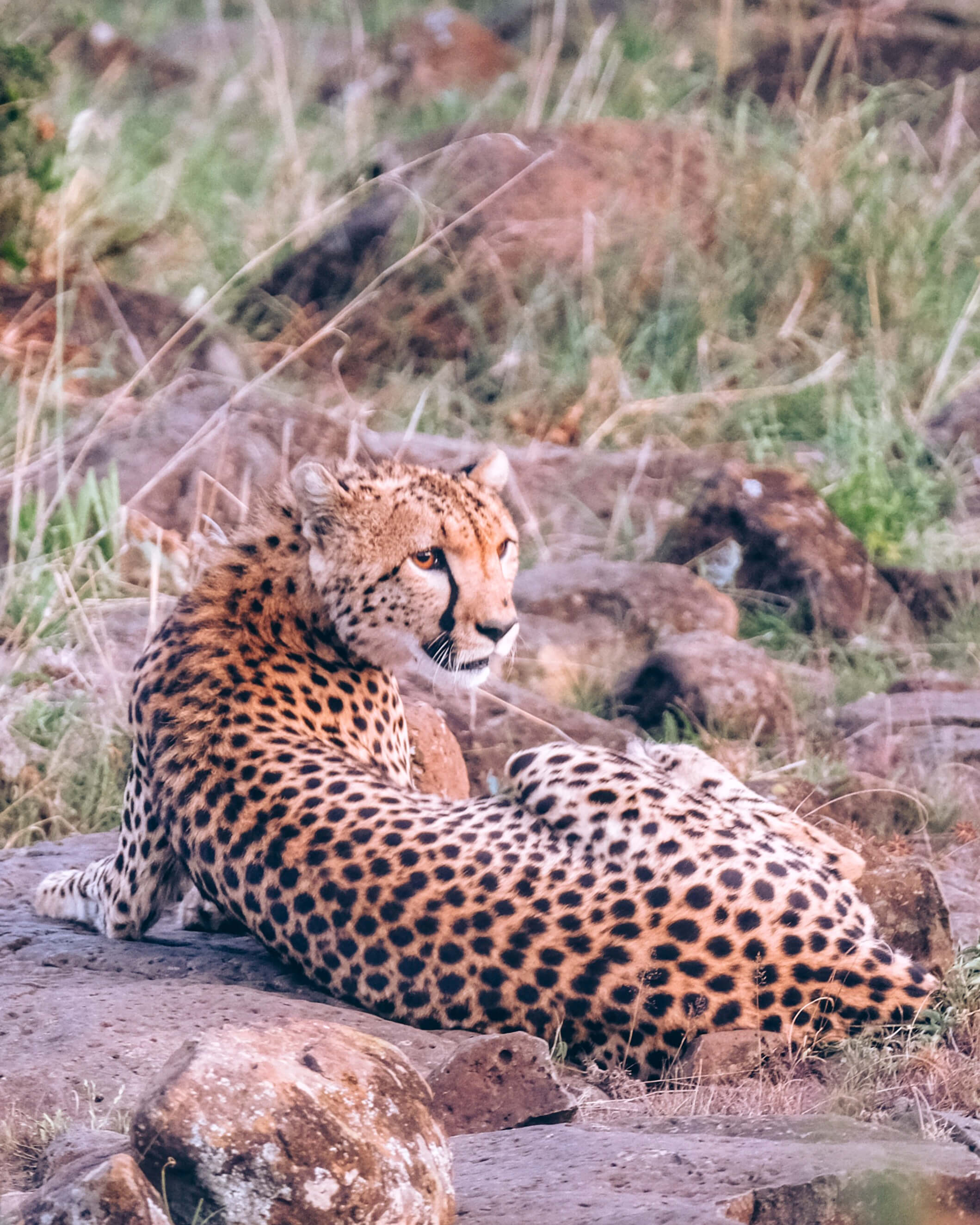 cheetah in kenya
