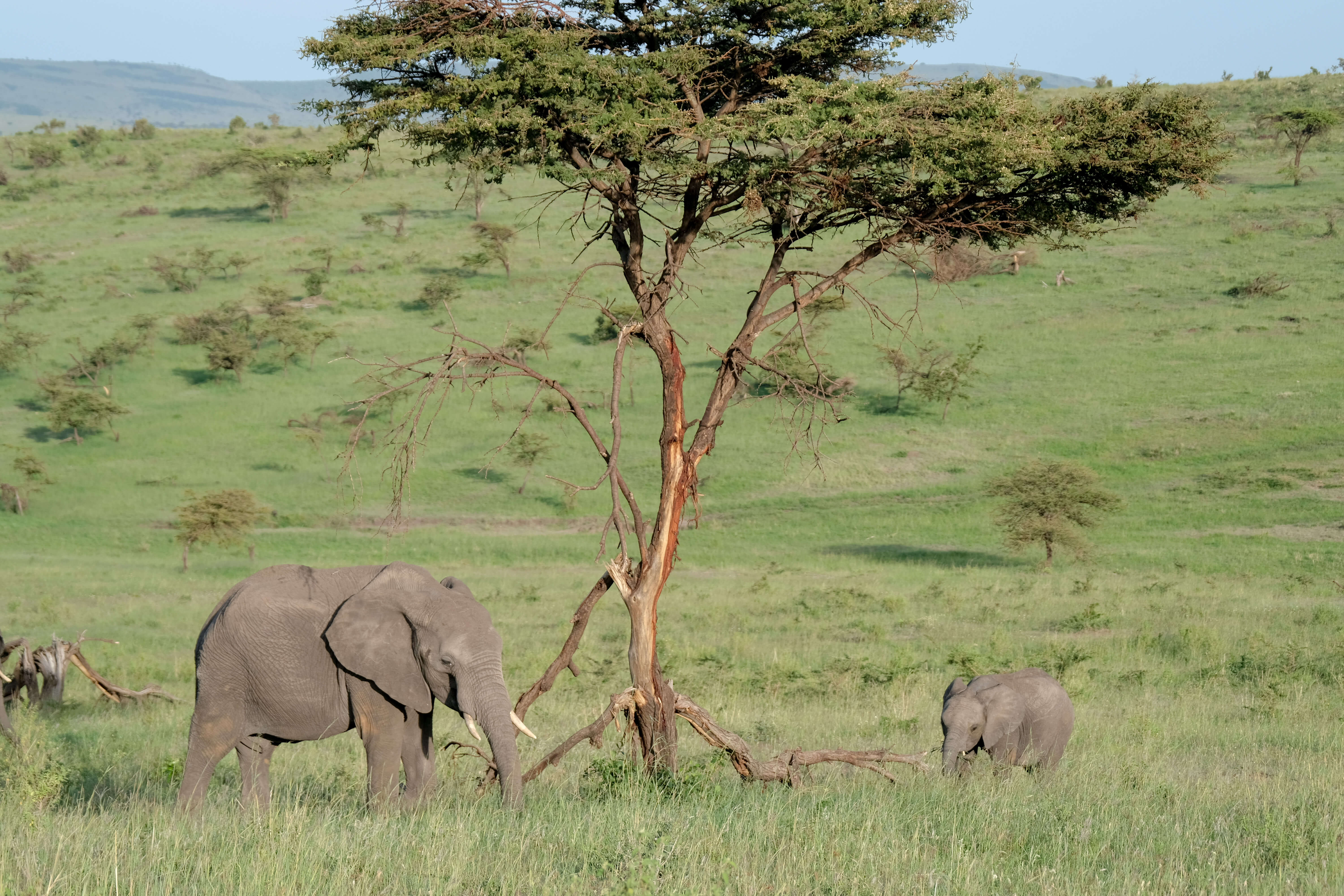 elephant in kenya