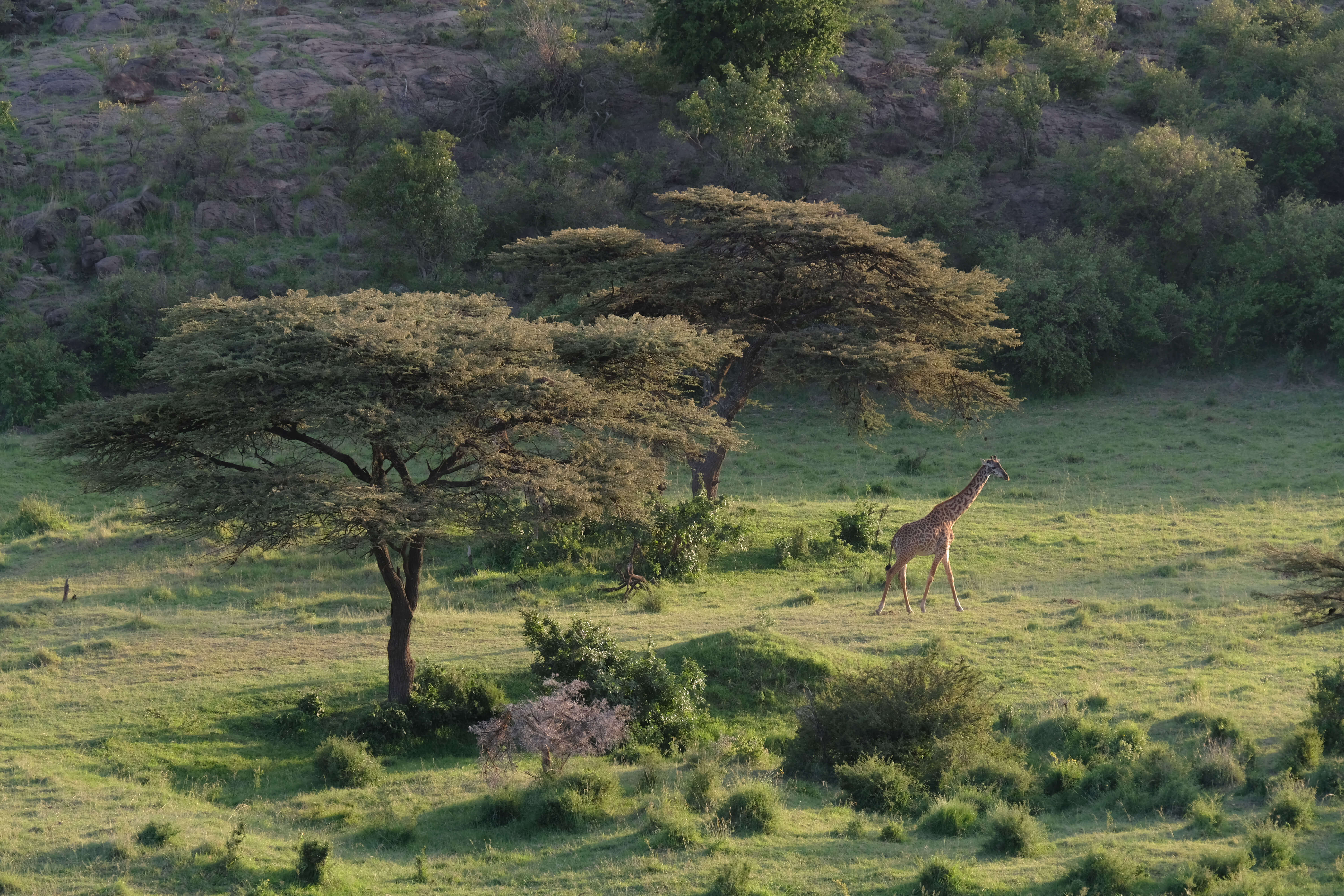 giraffe in kenya