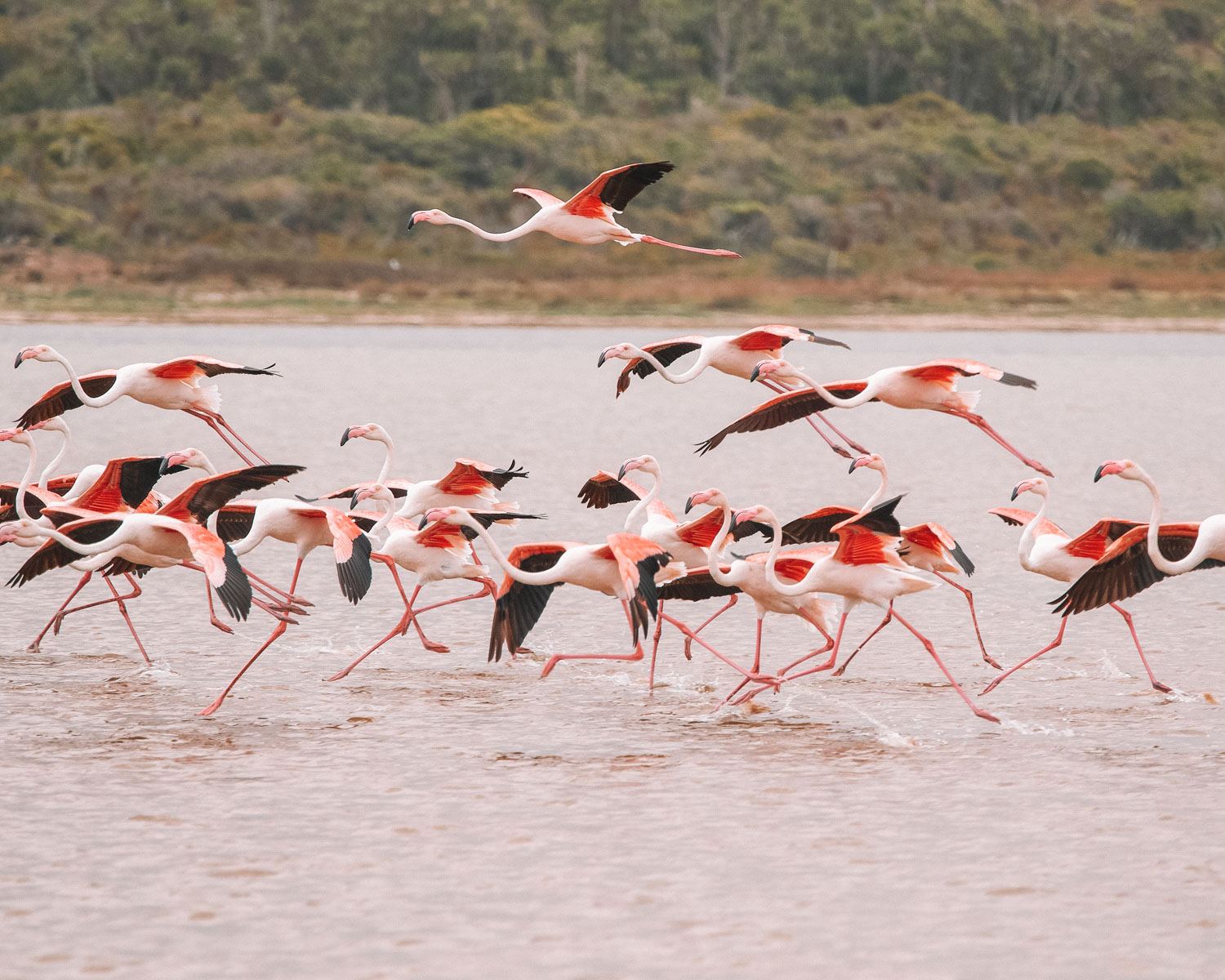 flamingos in a lake