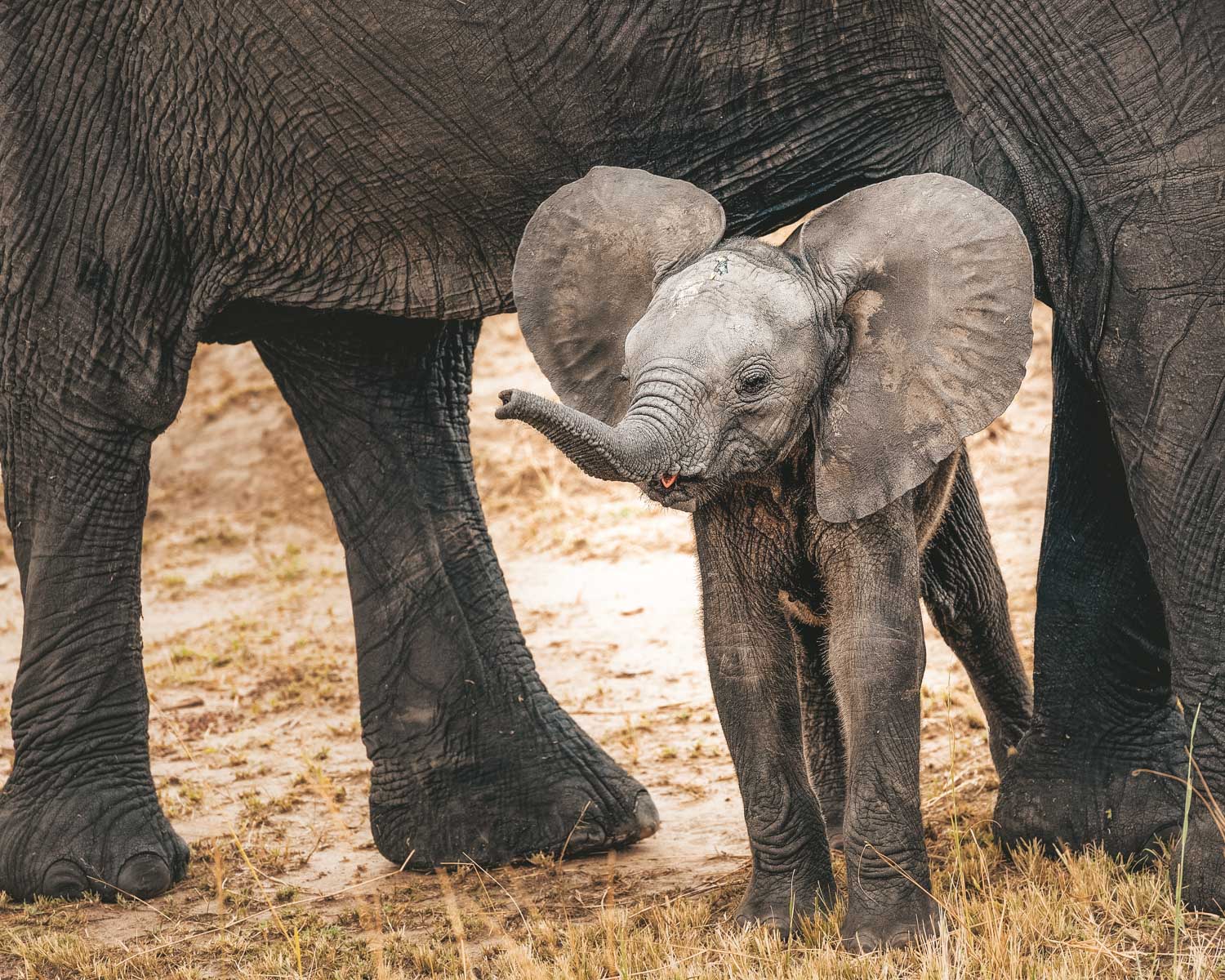 baby elephant