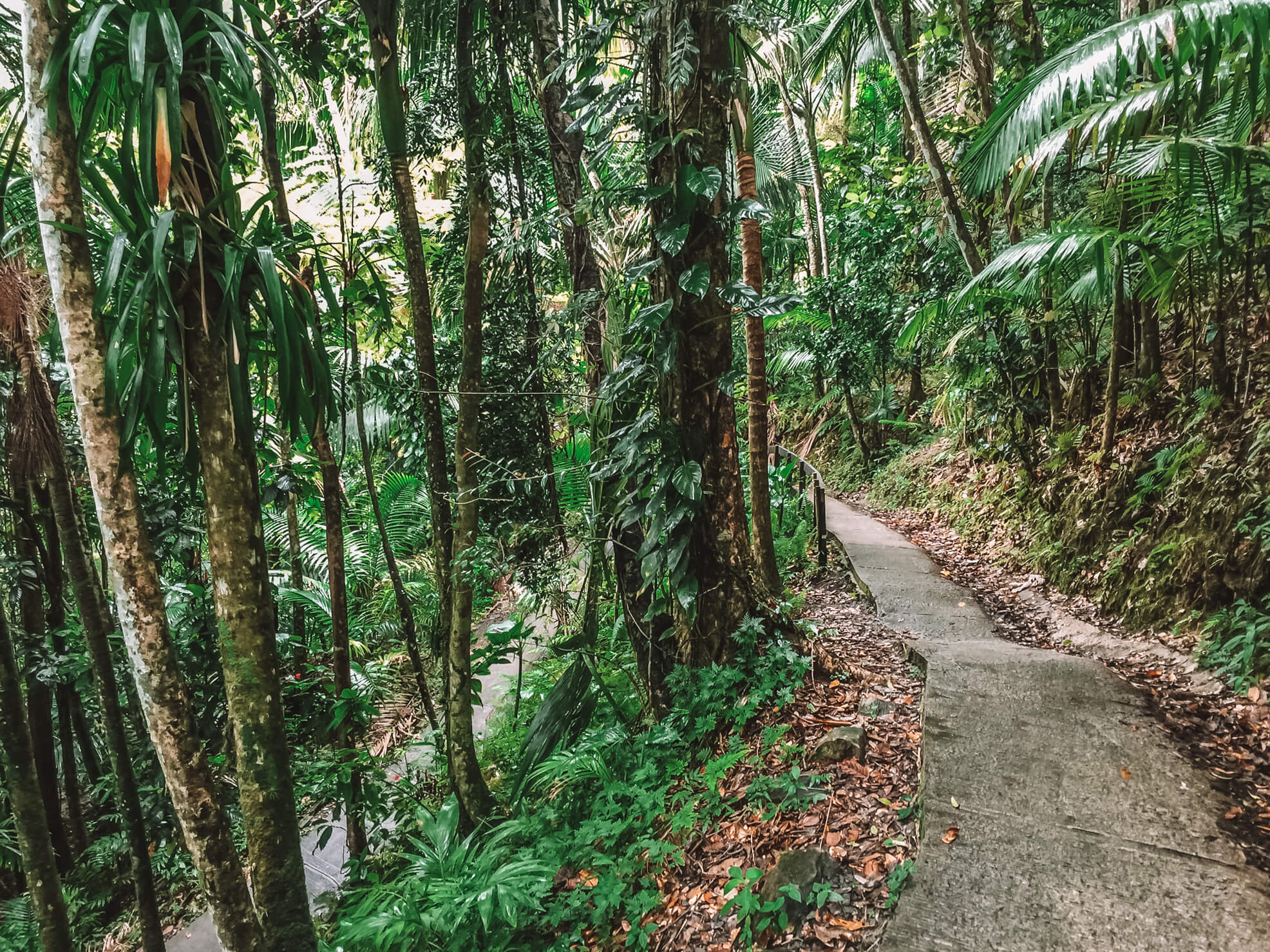 forest in puerto rico