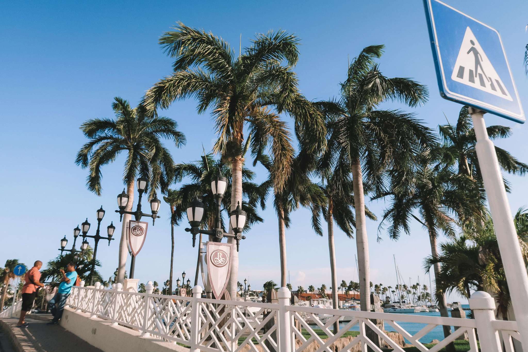 palm trees in aruba