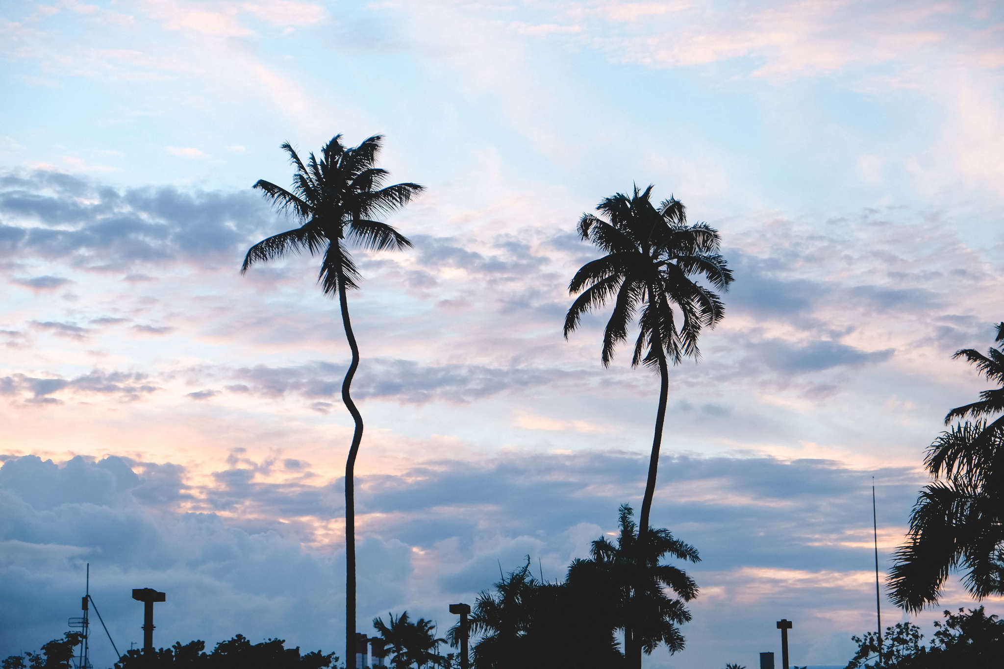 palm trees in puerto rico