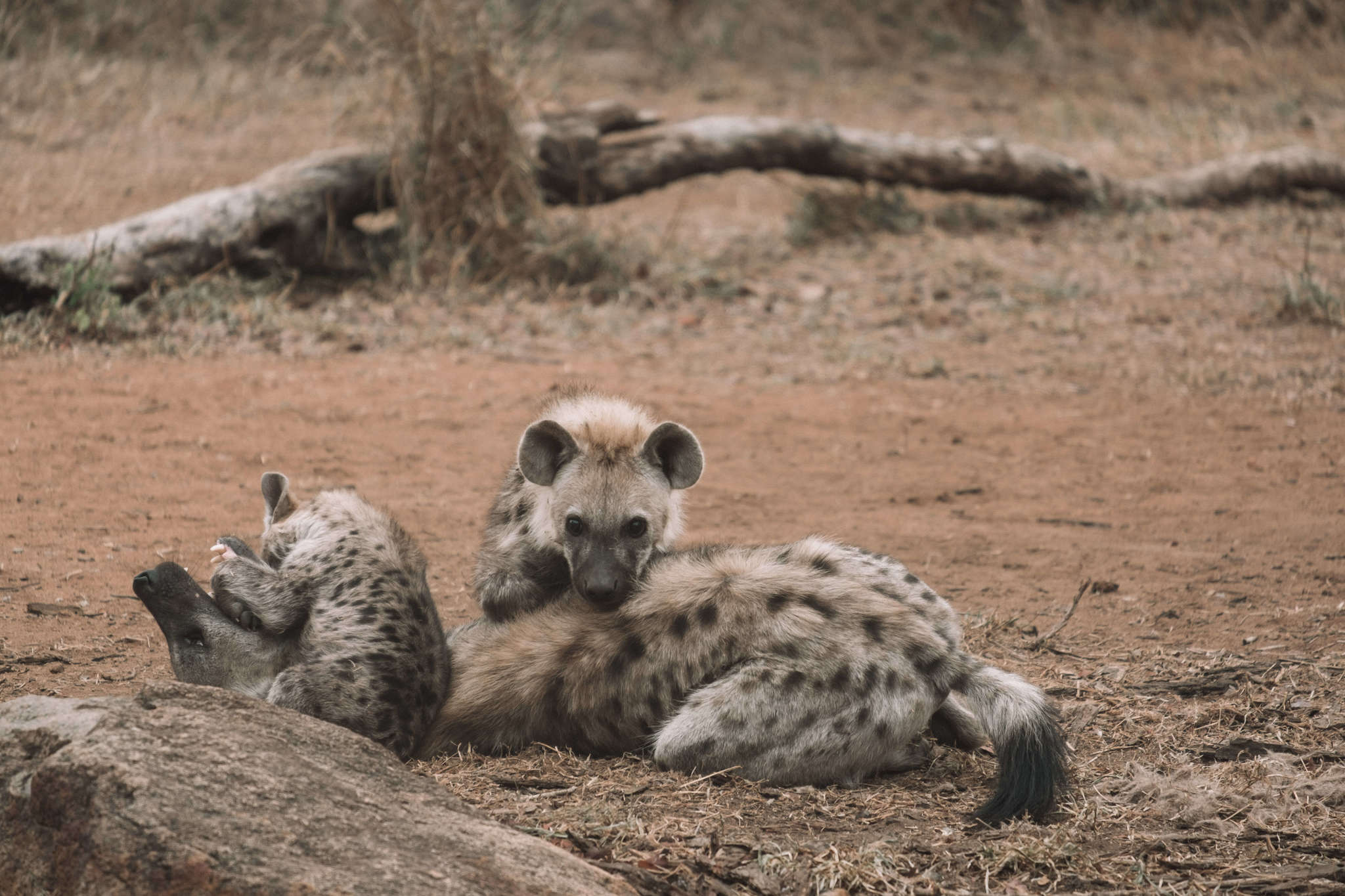 wildlife from lion sands