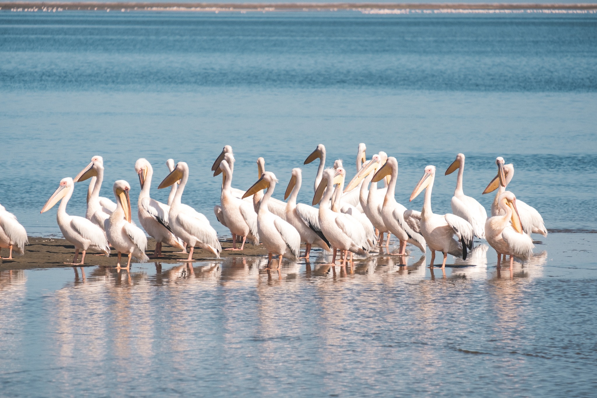 Birds on Sandwich Bay