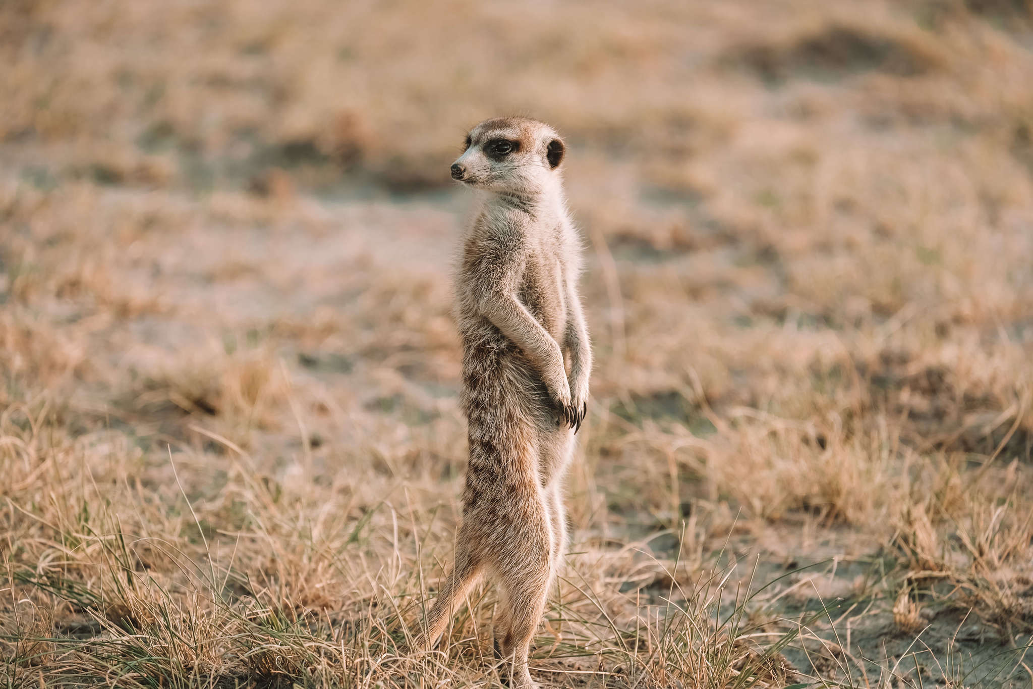 Meerkat in Jacks Camp in Botswana 2