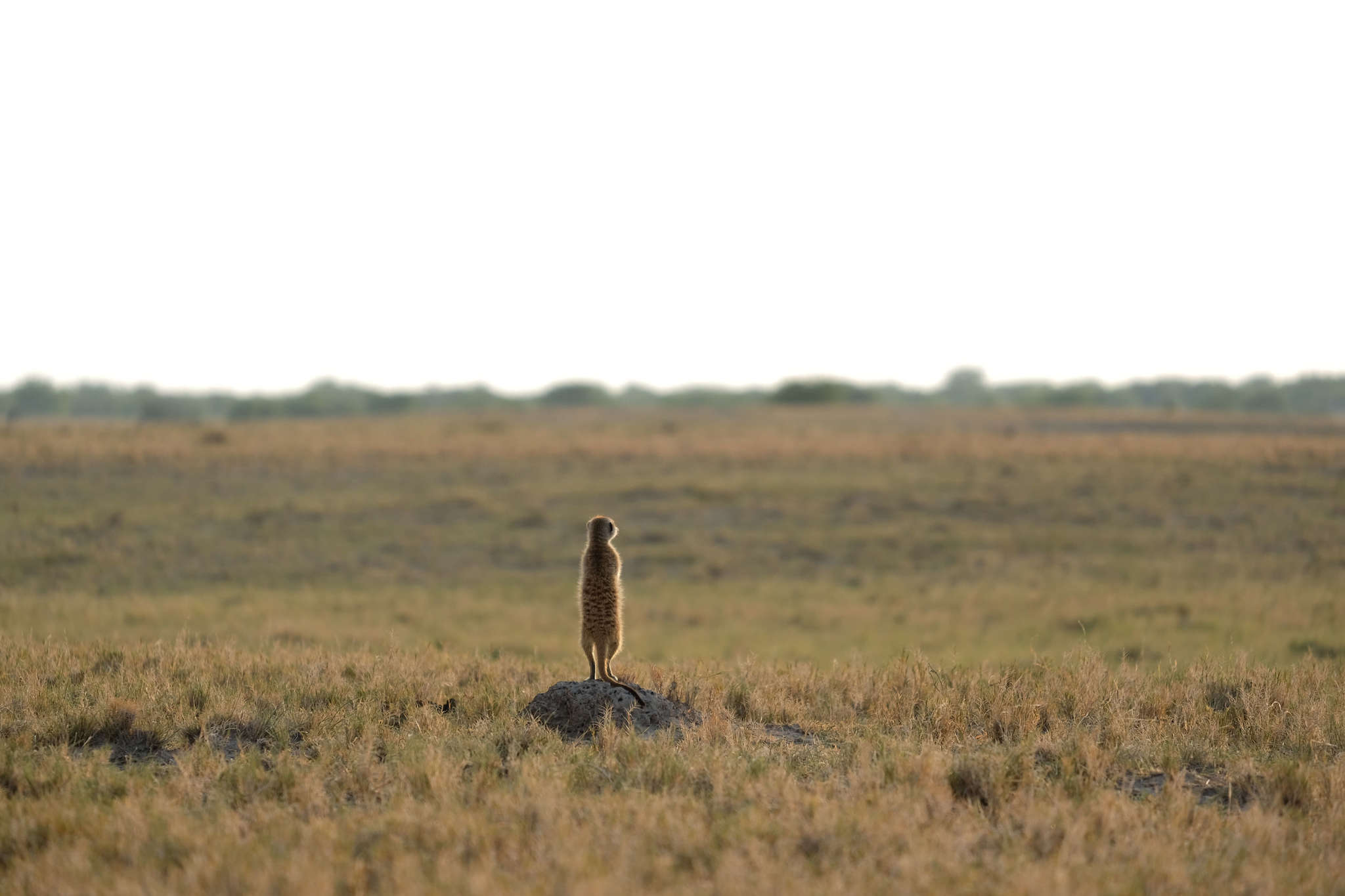 Meerkat in Jacks Camp in Botswana