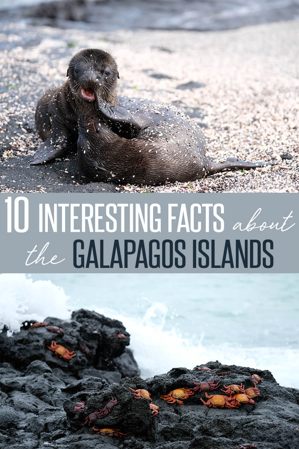 10 Interesting Facts About the Galapagos Islands