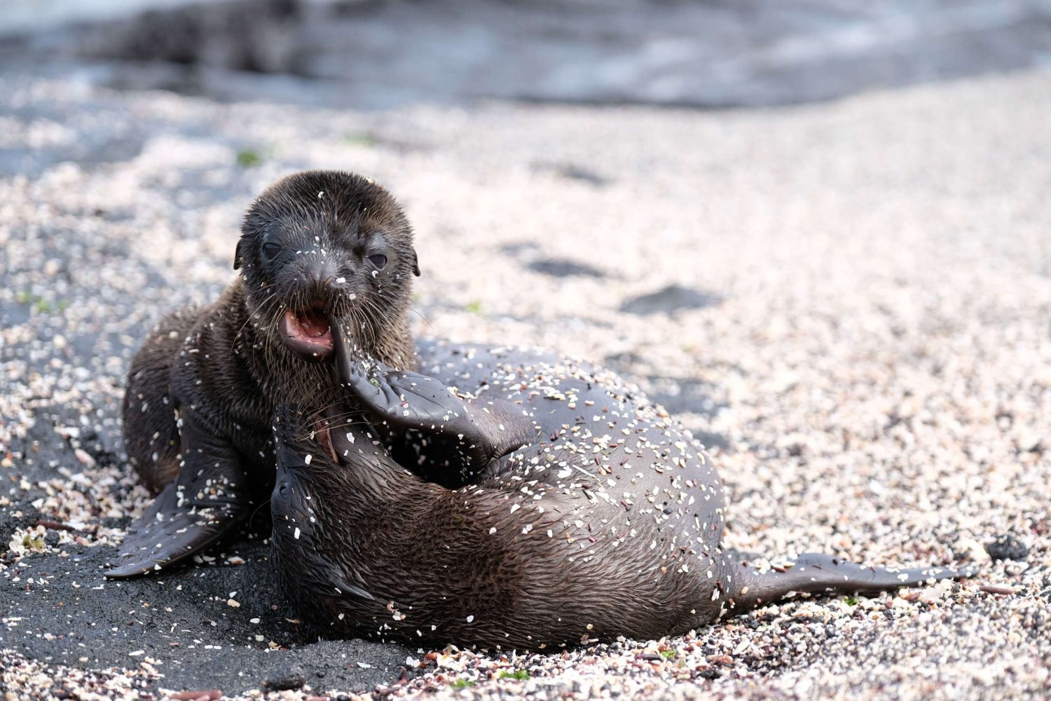 Sea Lion in the Galapagos Islands