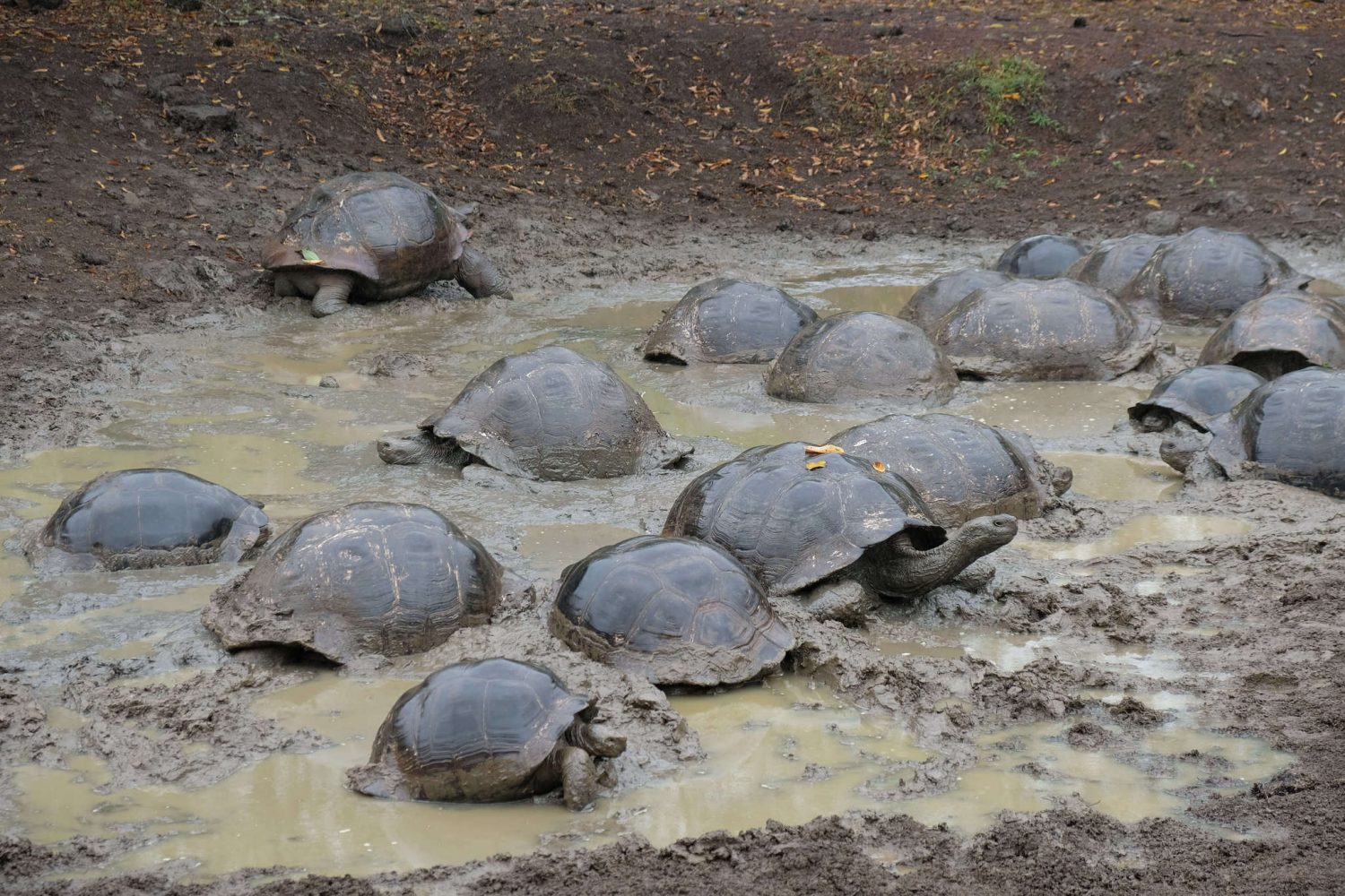 Turtles in the Galapagos Islands
