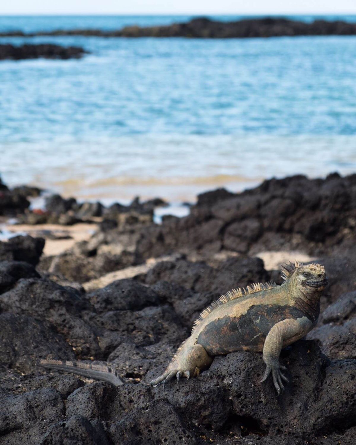 Marine Iguana in the Galapagos