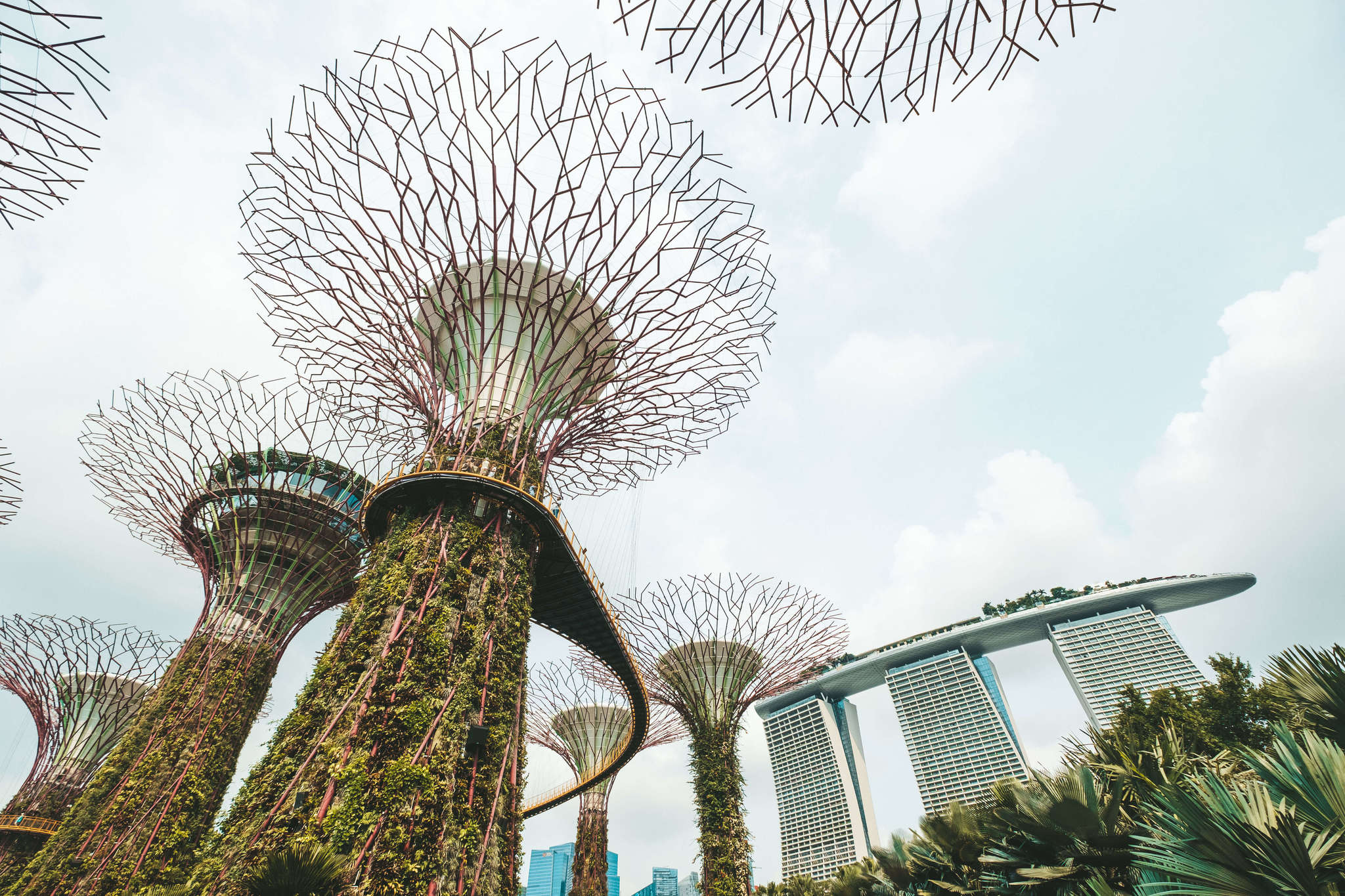 Trees in Singapore