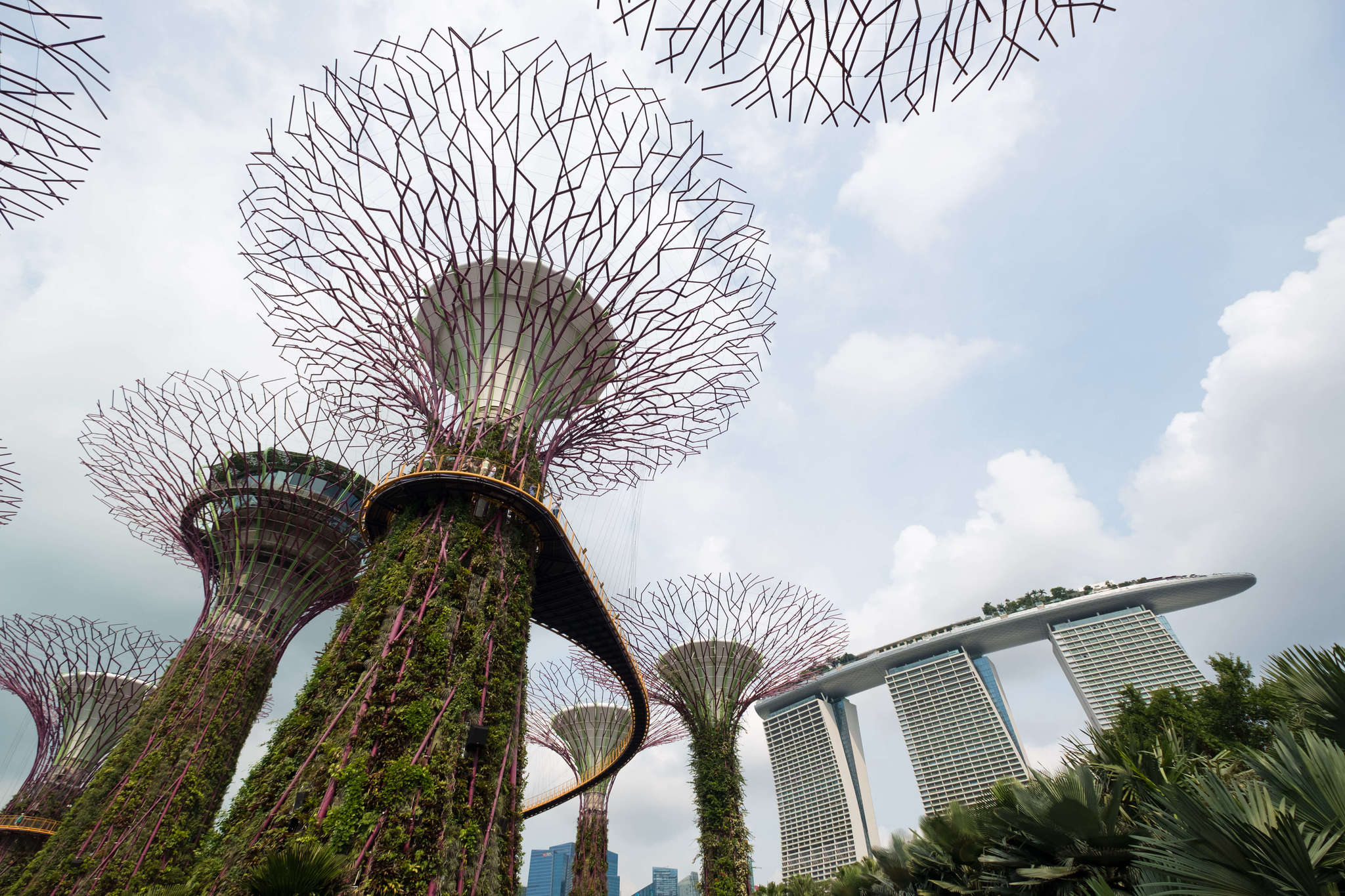 SuperTree Grove at Gardens by the Bay