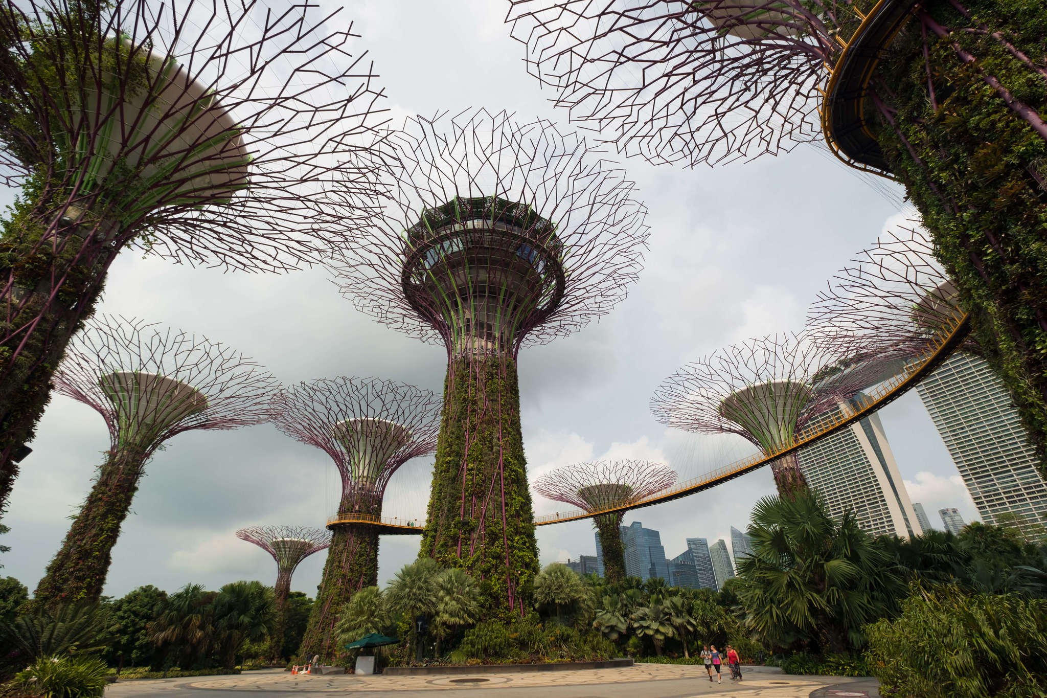 SuperTree / garden by the bay