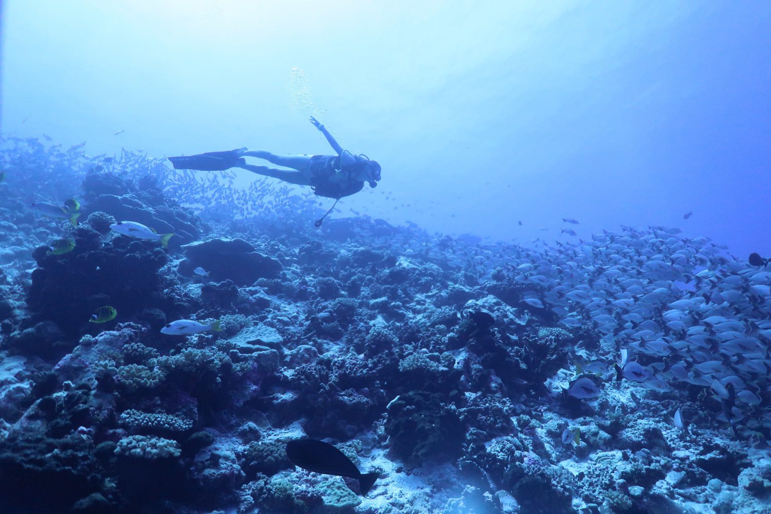 Diving in French Polynesia