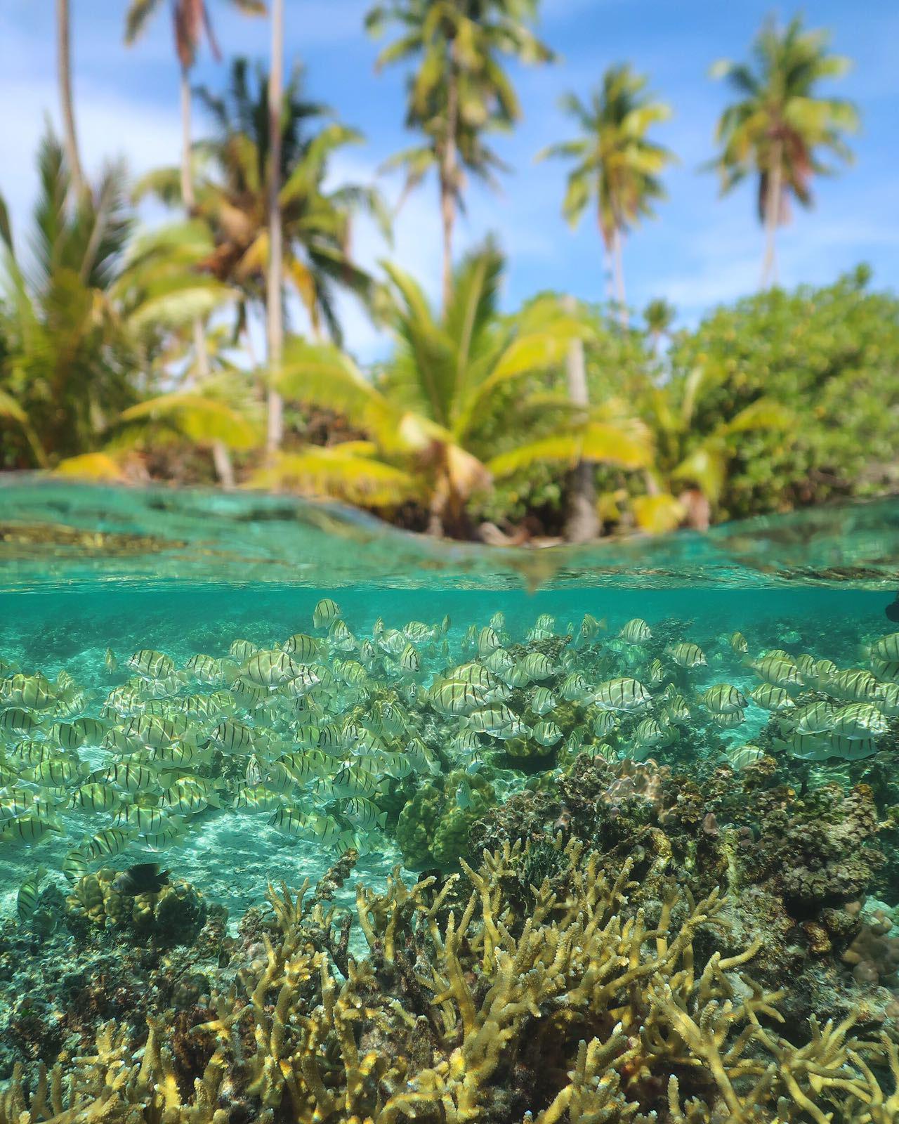 Sous l'eau en Polynésie française
