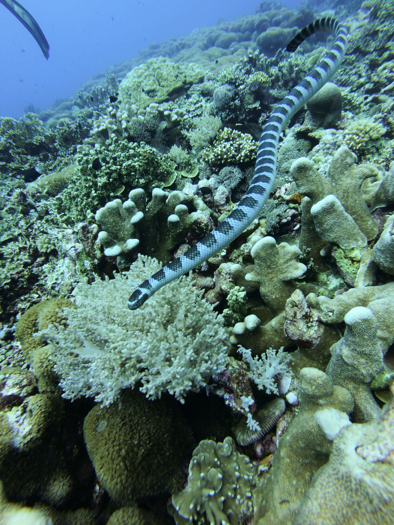 Manuk Island Diving with Snakes