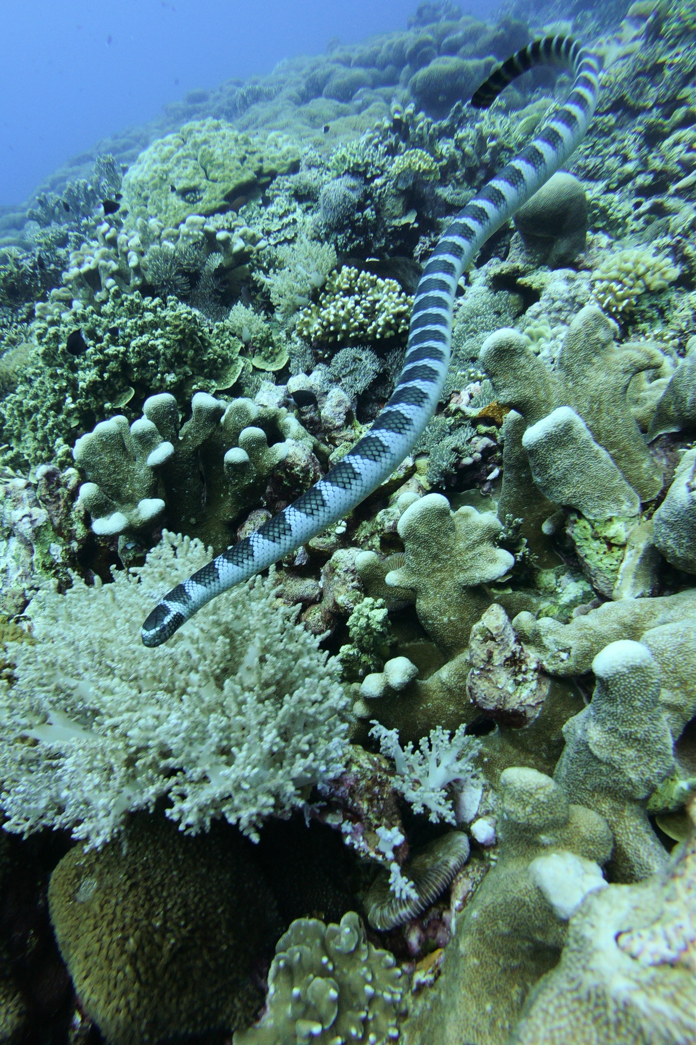 Sea Snake in Banda Sea