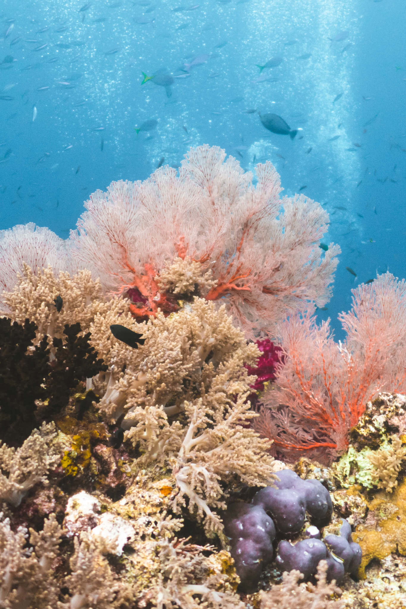 Raja Ampat Scuba Diving