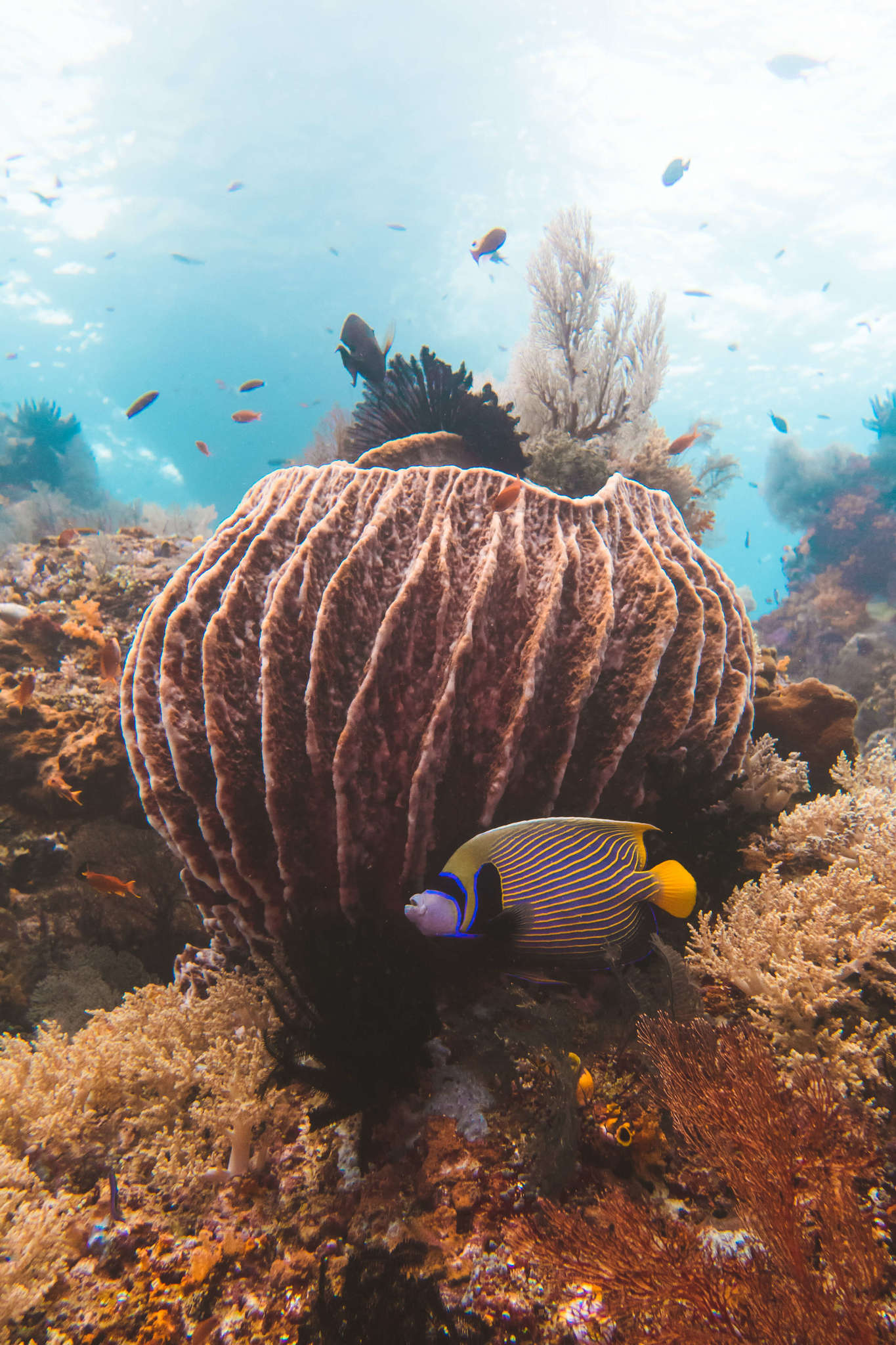 Underwater in Raja Ampat