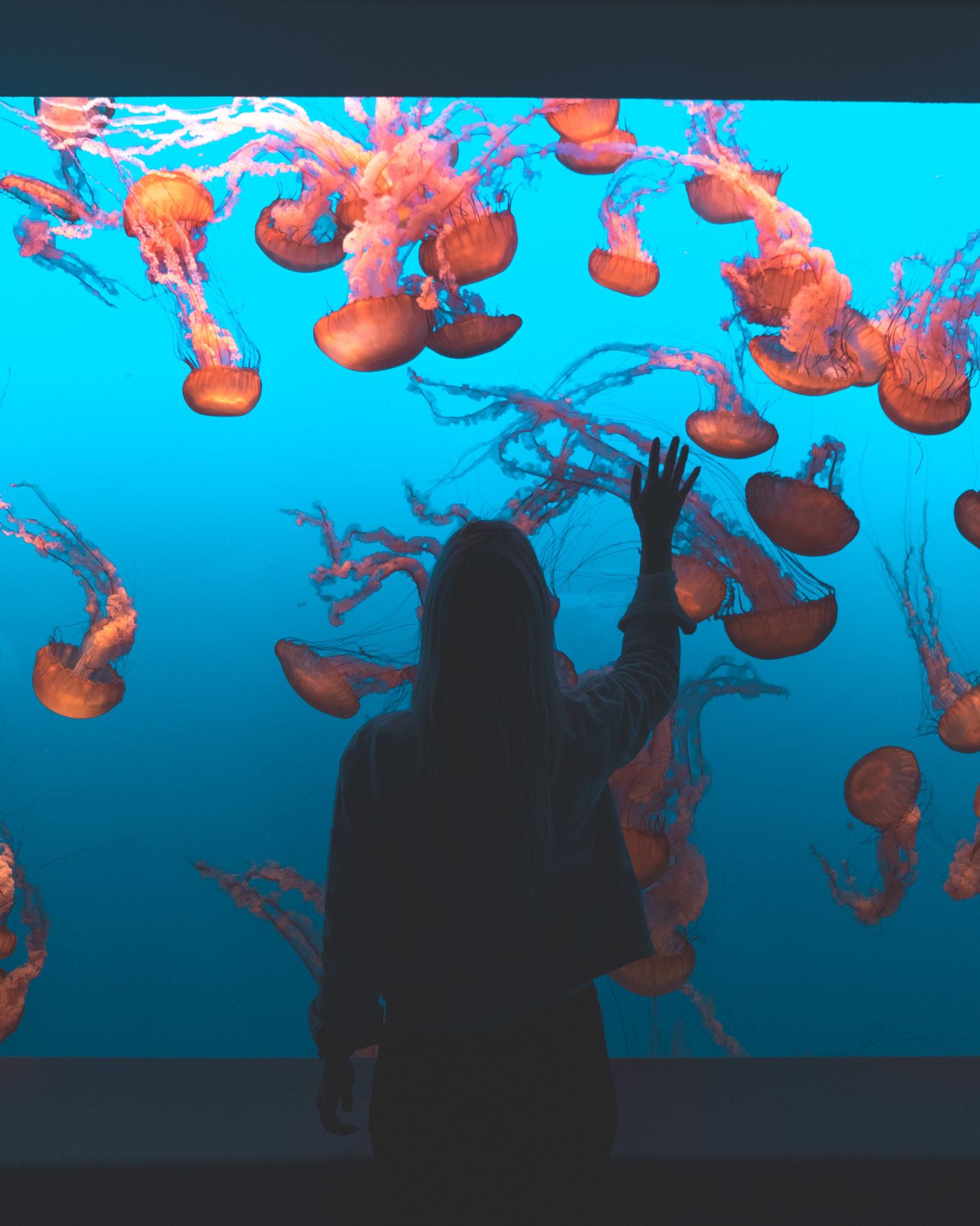 Aquarium de Monterey, Californie