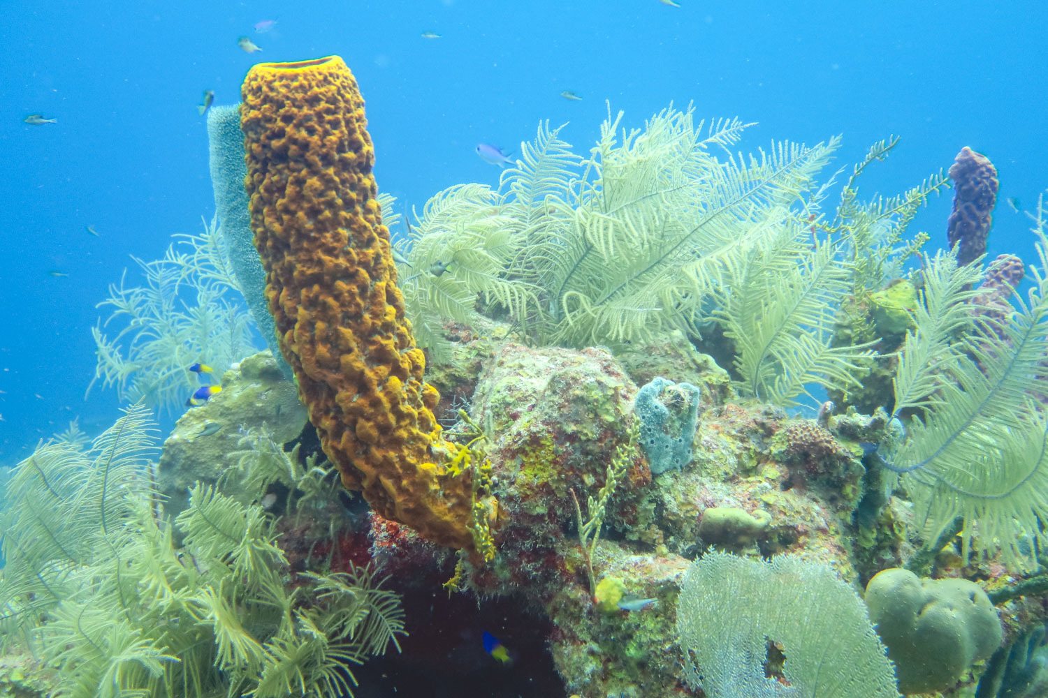 Coral in Blue Hole in Belize