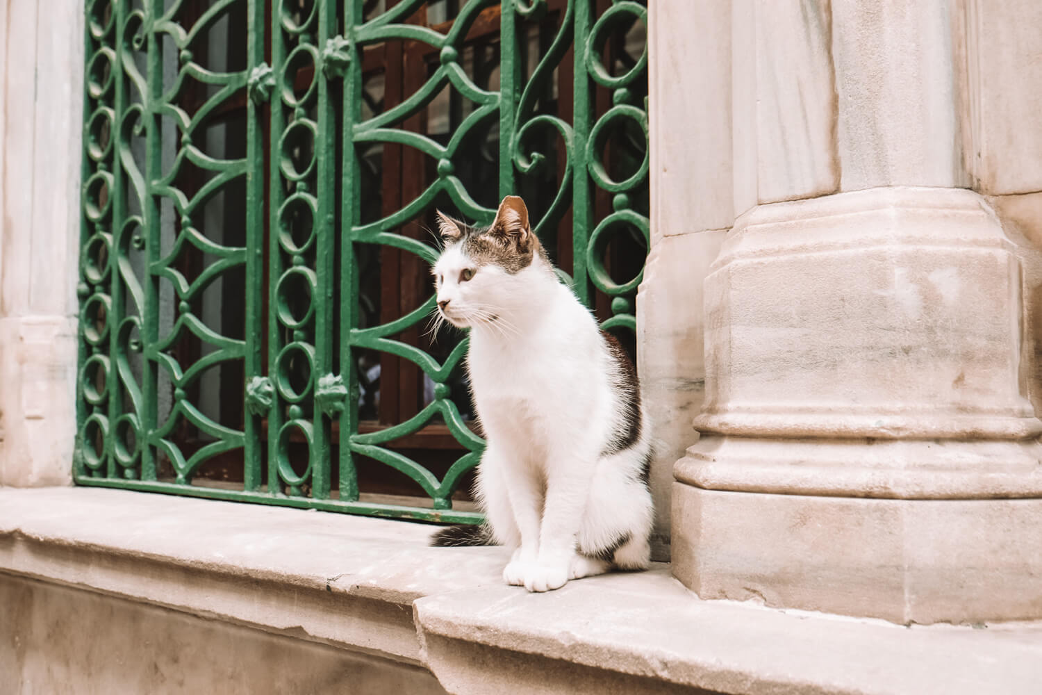 Street Cat in Istanbul