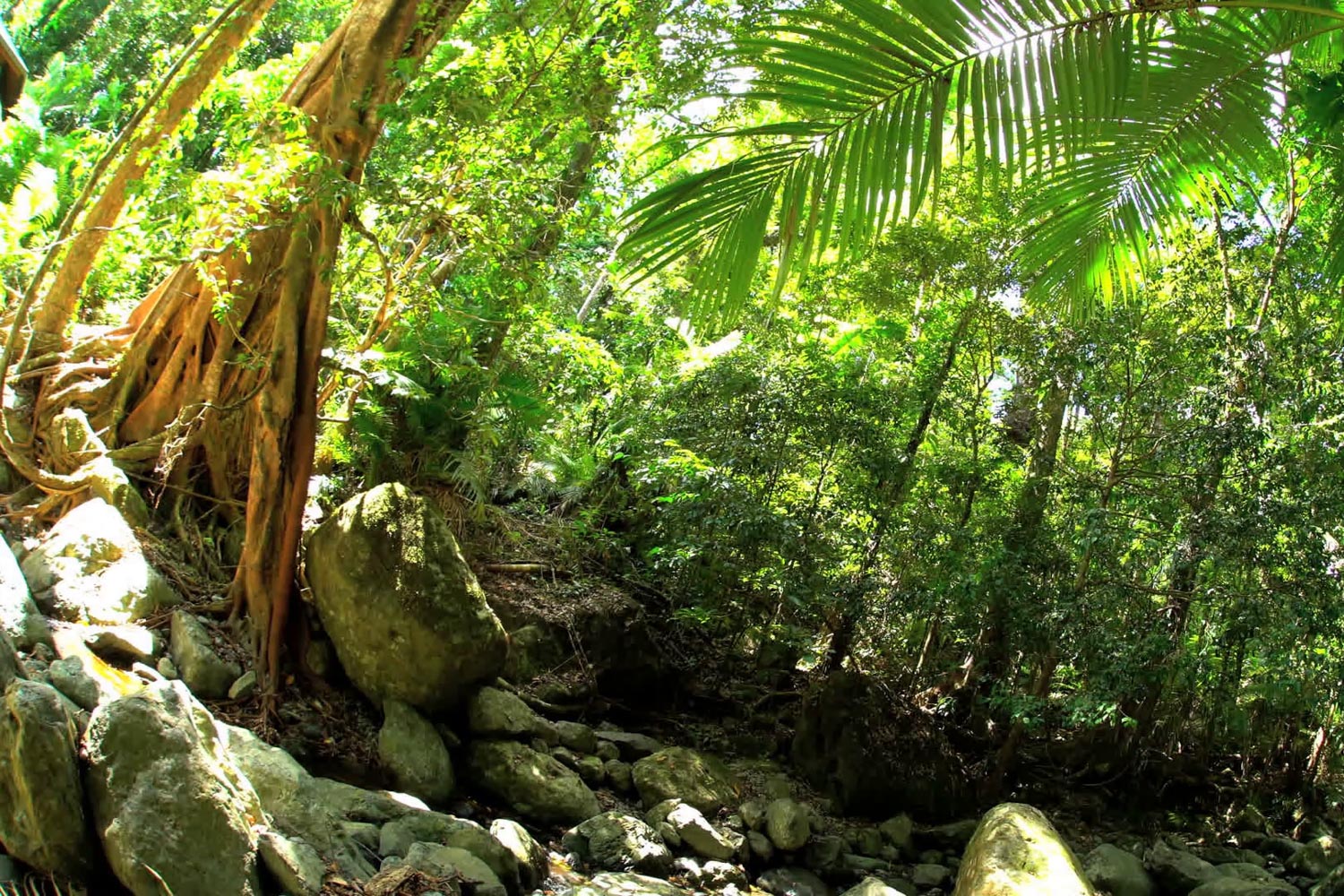 Daintree Rainforest