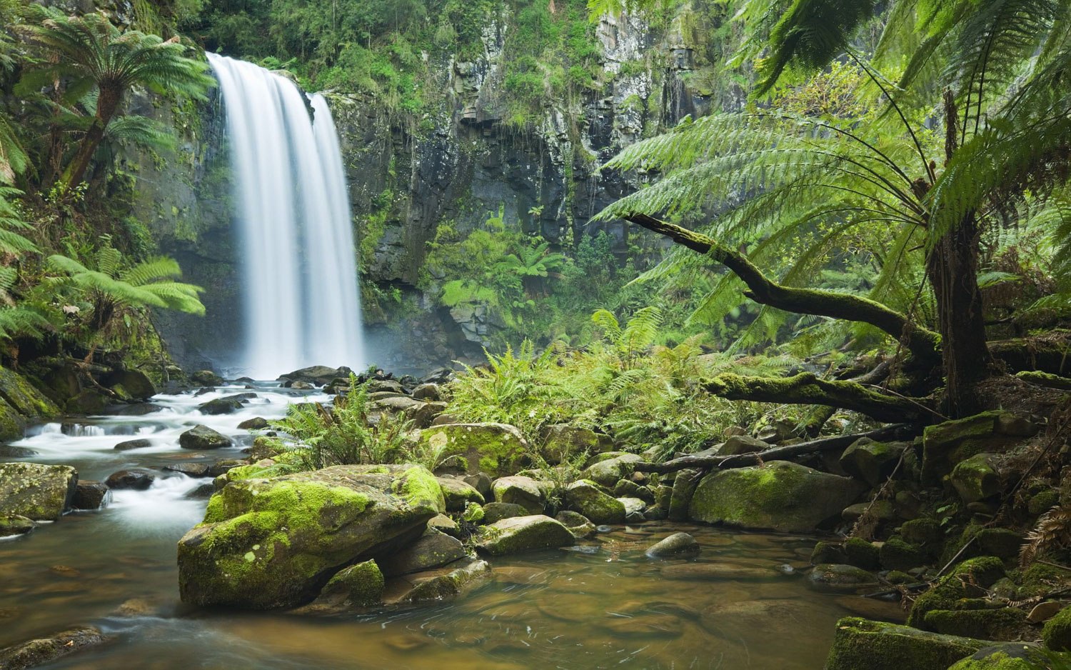 australia rainforest tour