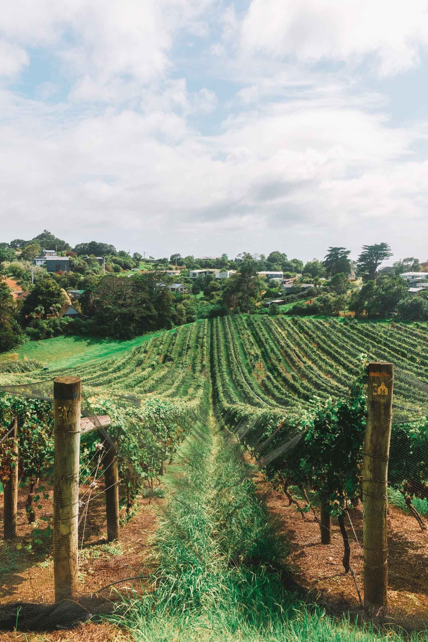 new zealand wine