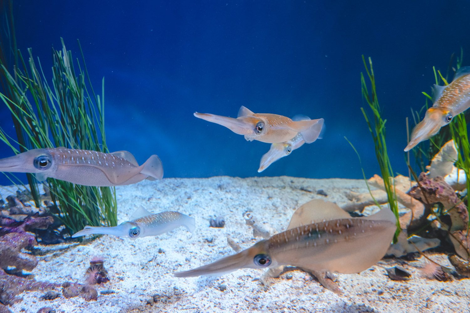 Monterey Bay Aquarium