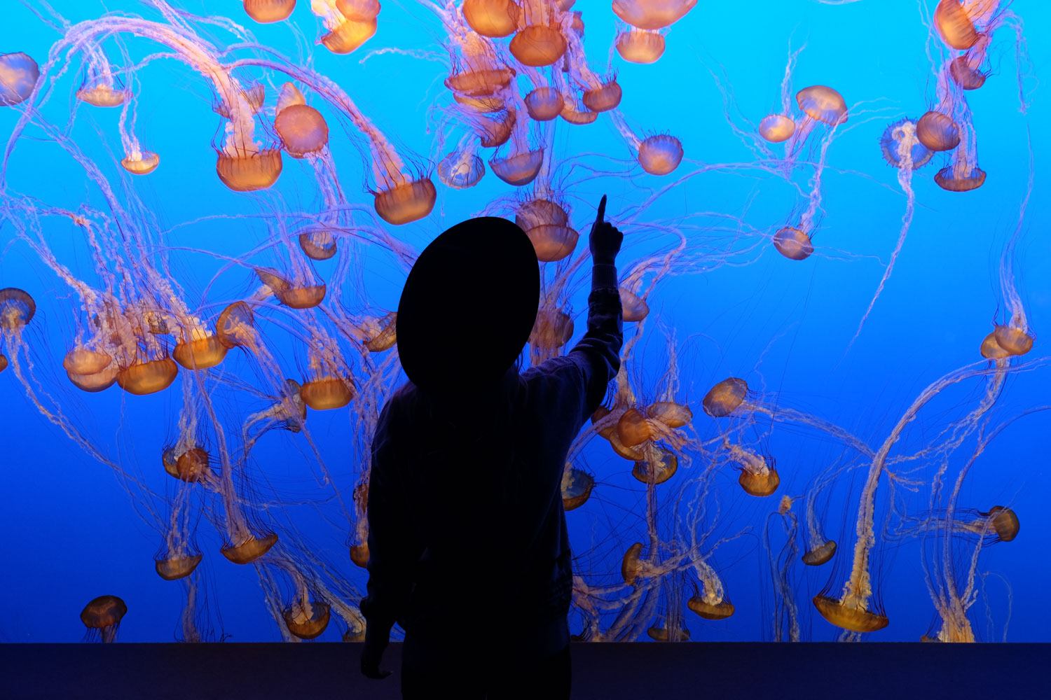 Tips For Visiting Monterey Bay Aquarium The Blonde Abroad